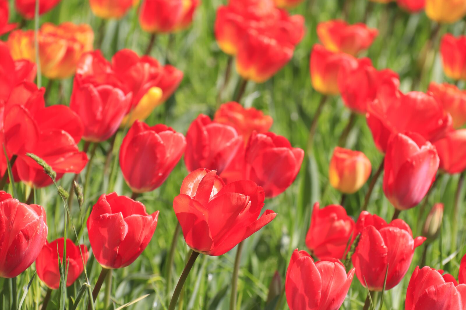 Canon EOS 77D (EOS 9000D / EOS 770D) + Canon EF-S 18-200mm F3.5-5.6 IS sample photo. Tulips, red, flowers photography