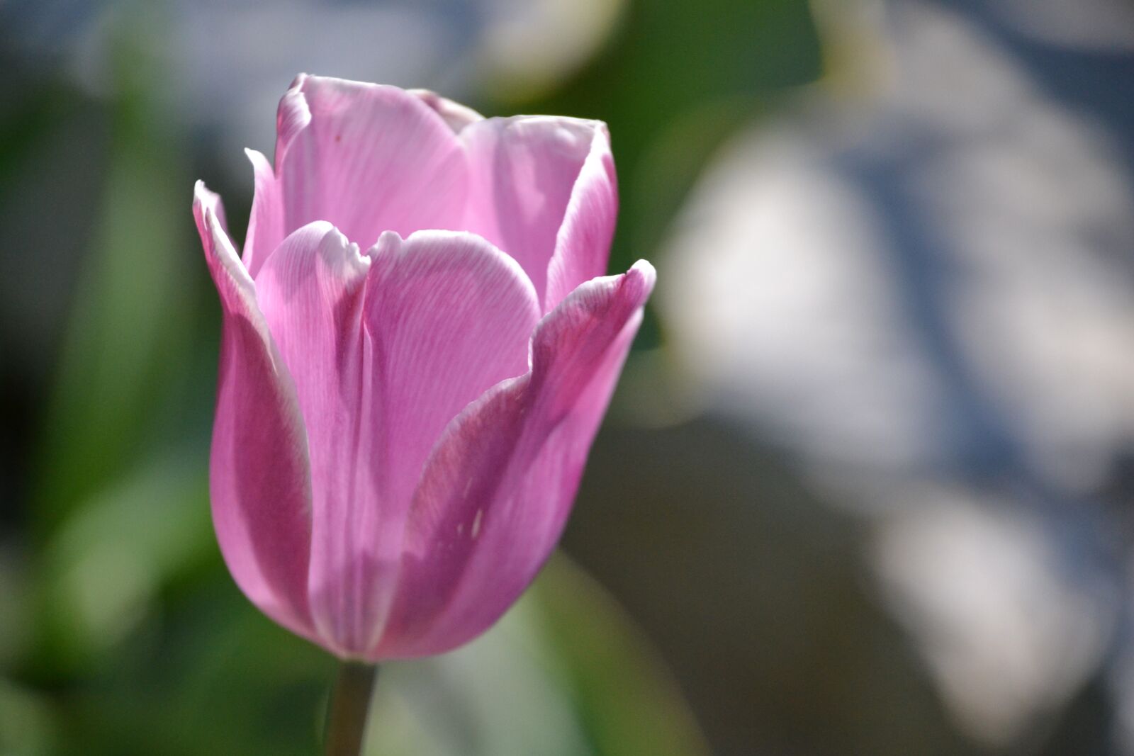 Nikon D3100 sample photo. Tulip, flower, blossom photography