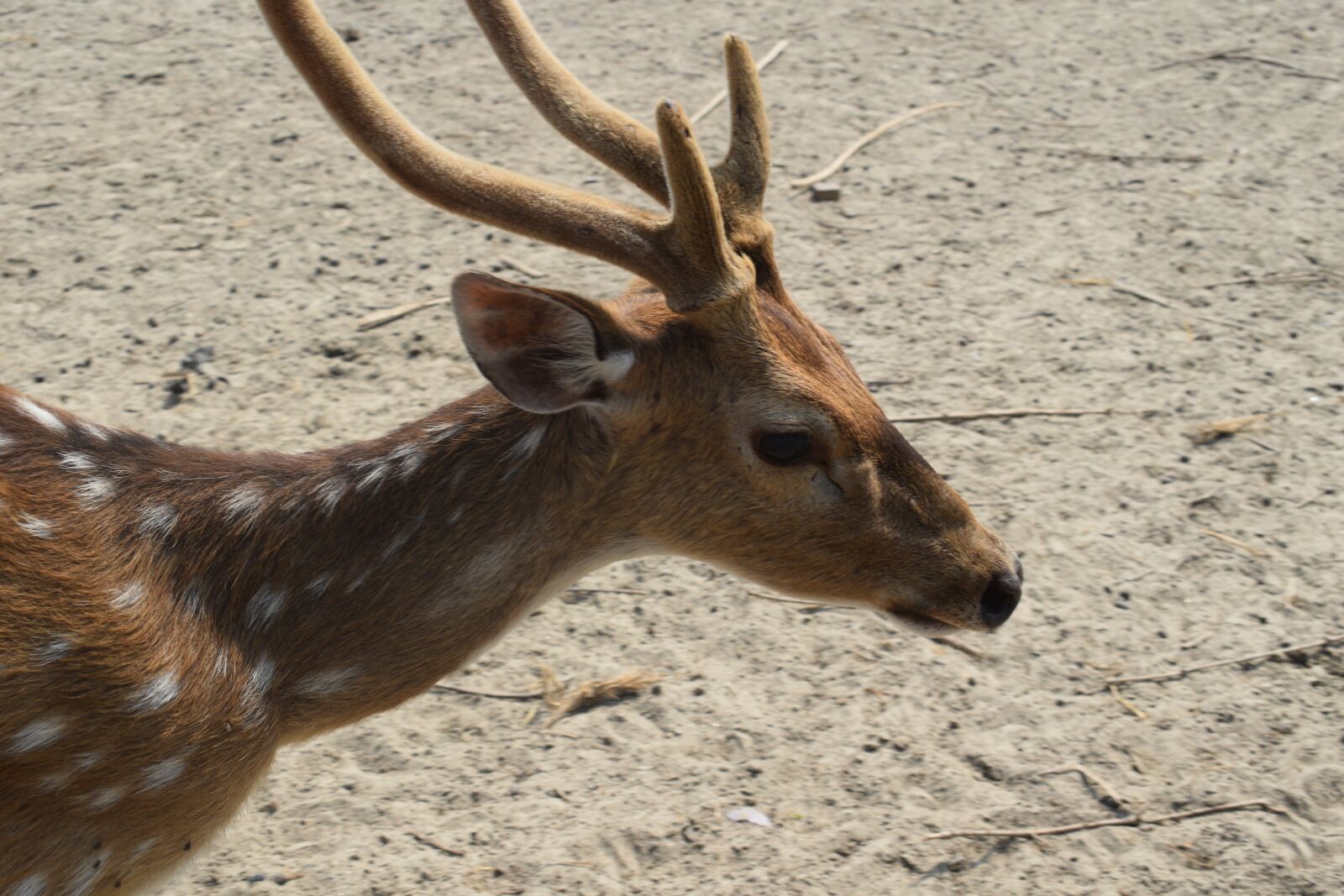Nikon D5300 sample photo. Dear, deer, nature photography