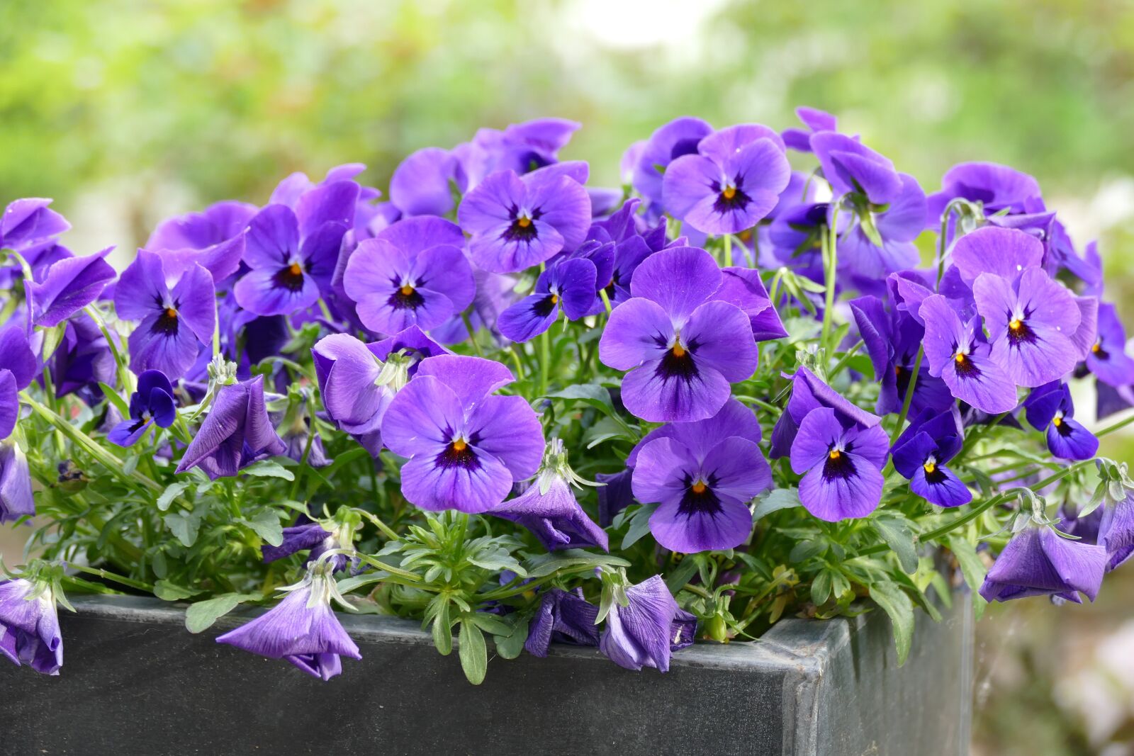 Panasonic Lumix DMC-FZ1000 sample photo. Violet, purple, edible photography