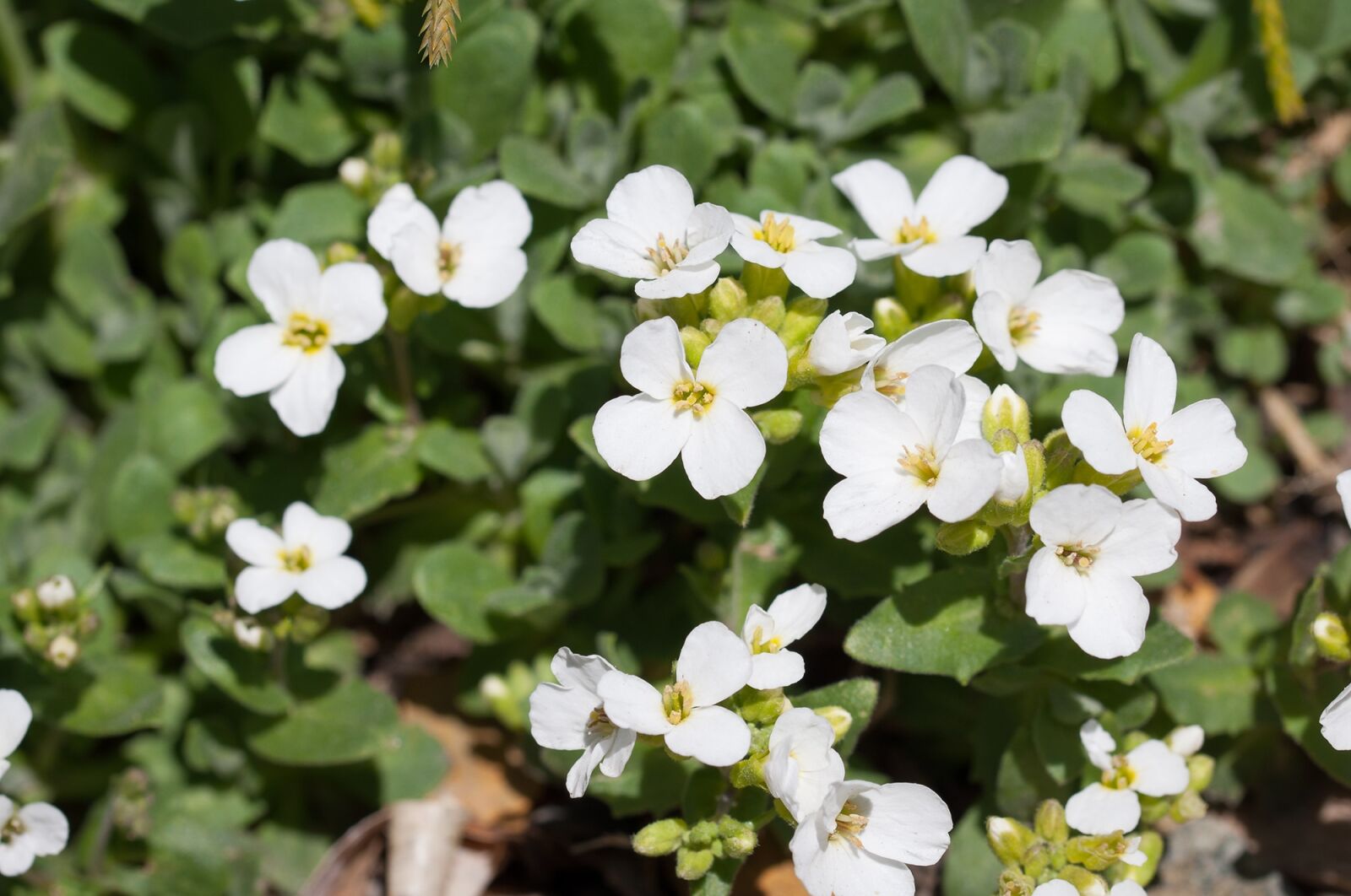 Nikon D90 sample photo. Cress, cruciferous, flowers photography