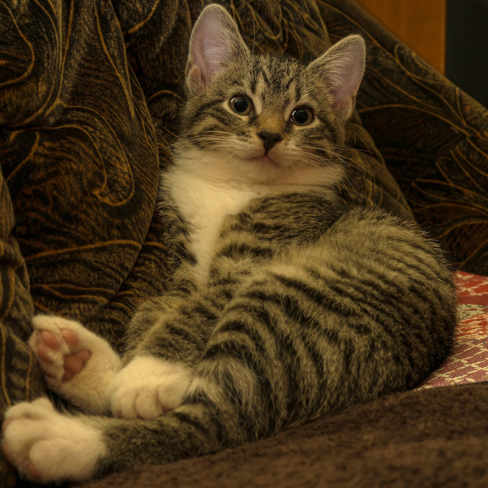 30mm F1.4 DC DN | Contemporary 016 sample photo. Cat, small, mackerel photography