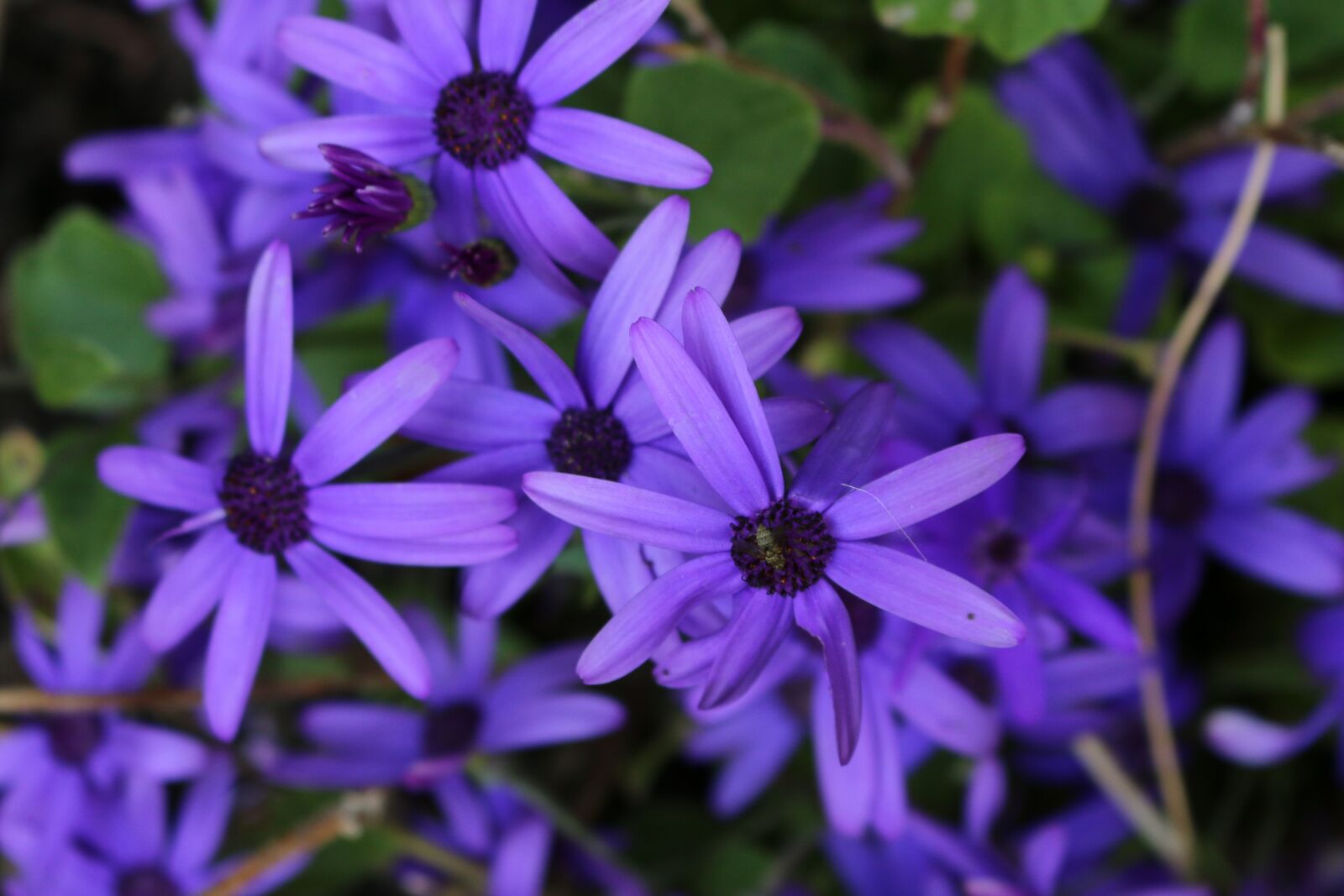 Canon EOS 70D sample photo. Nature, summer, spring photography