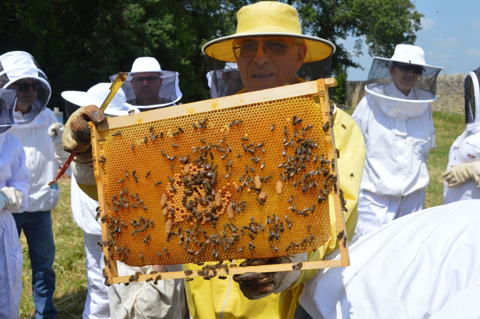 Nikon D3200 sample photo. Queen cells, replacement queen photography
