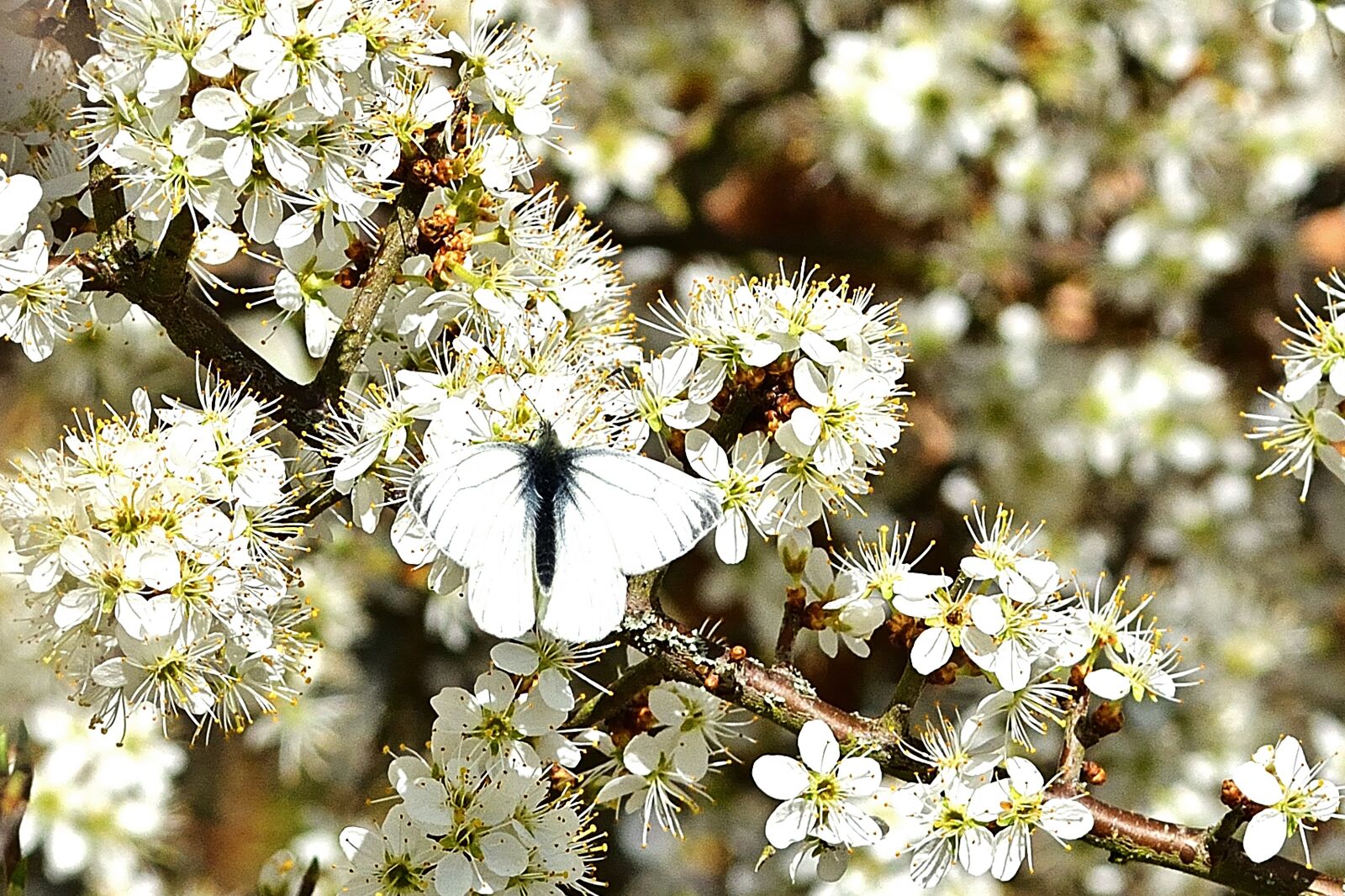 Nikon D5200 sample photo. Nature, butterfly, gonepteryx rhamni photography