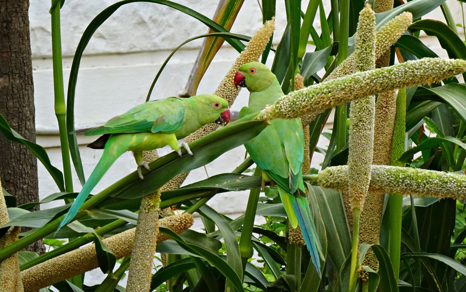 Sony DSC-WX800 sample photo. Bird, parakeet, green photography