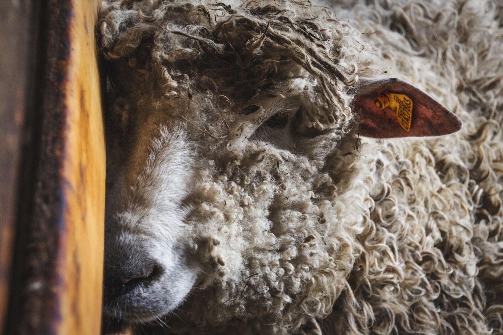 Canon EOS 700D (EOS Rebel T5i / EOS Kiss X7i) sample photo. Nature, animal, sheep photography