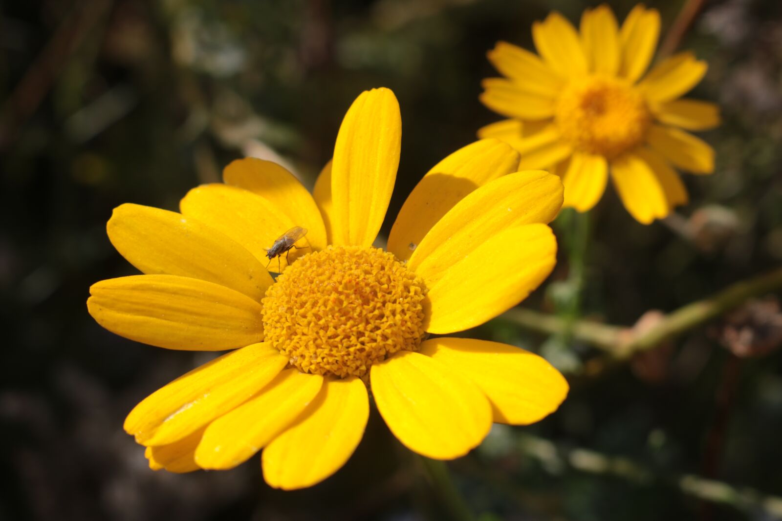 Canon EOS 750D (EOS Rebel T6i / EOS Kiss X8i) sample photo. Flower, yellow, sun photography