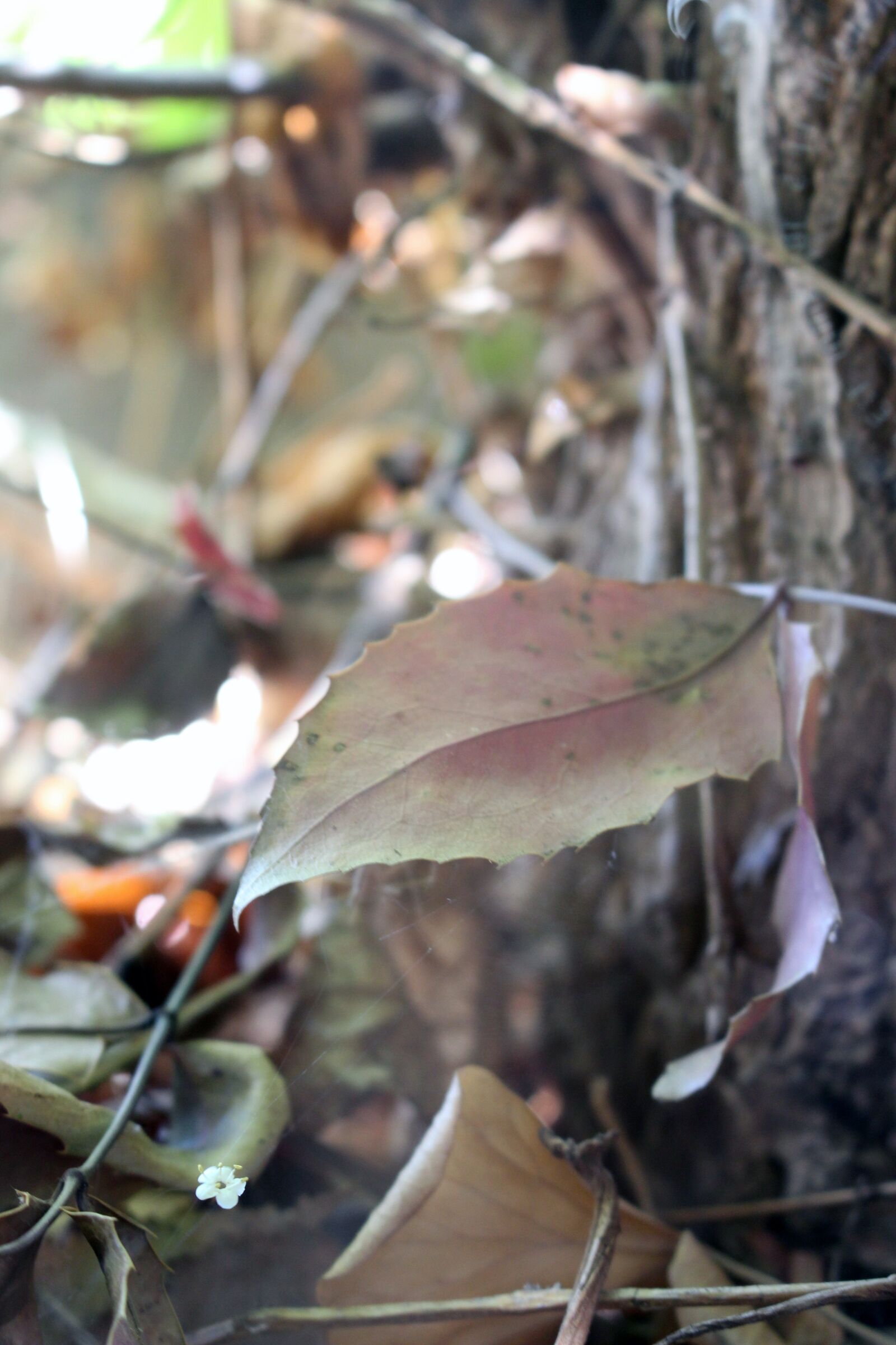 Canon EOS 700D (EOS Rebel T5i / EOS Kiss X7i) sample photo. Spring, nature, leaves photography