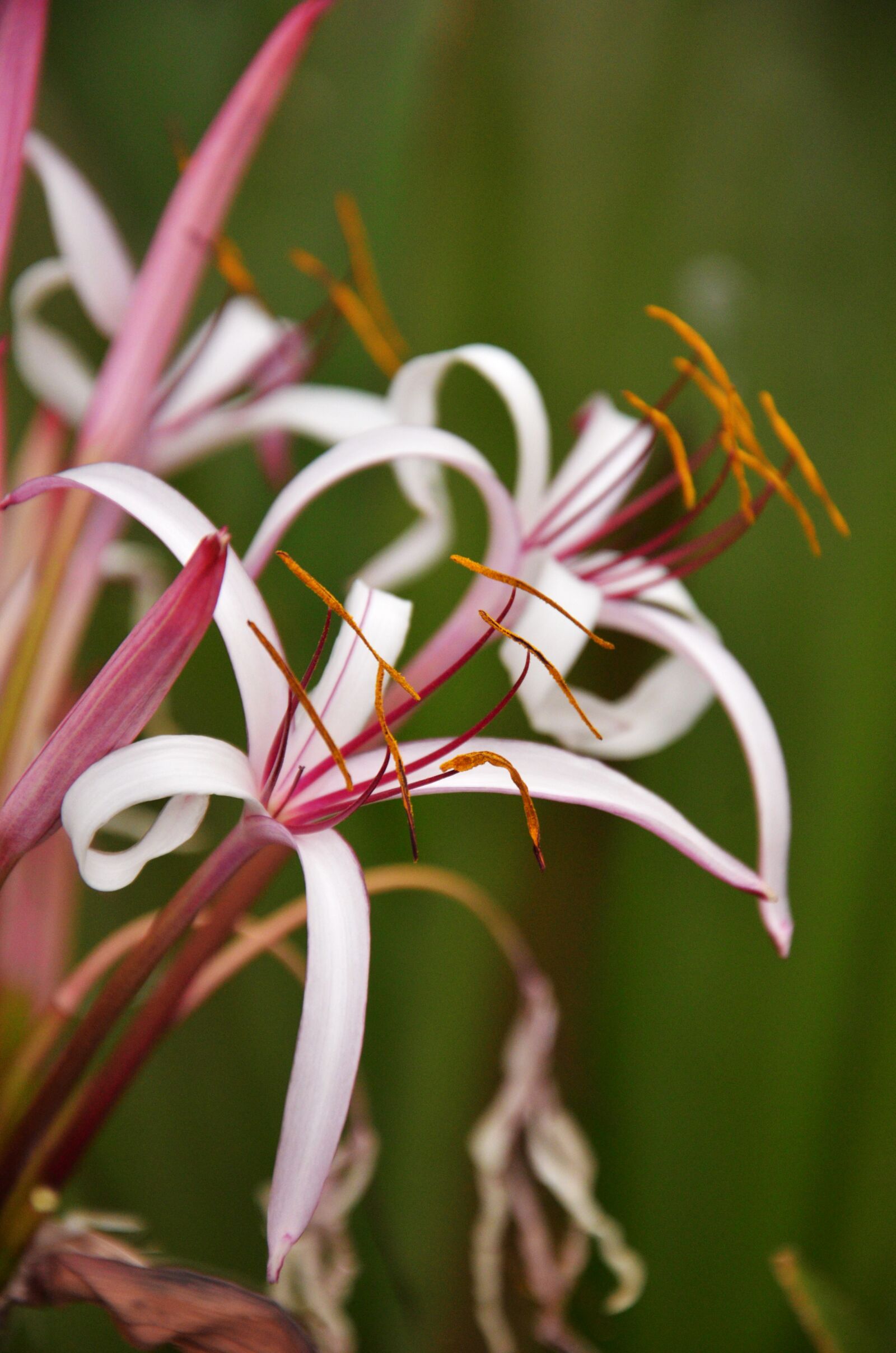Nikon D7000 sample photo. Hymenocallis, spider, lily photography