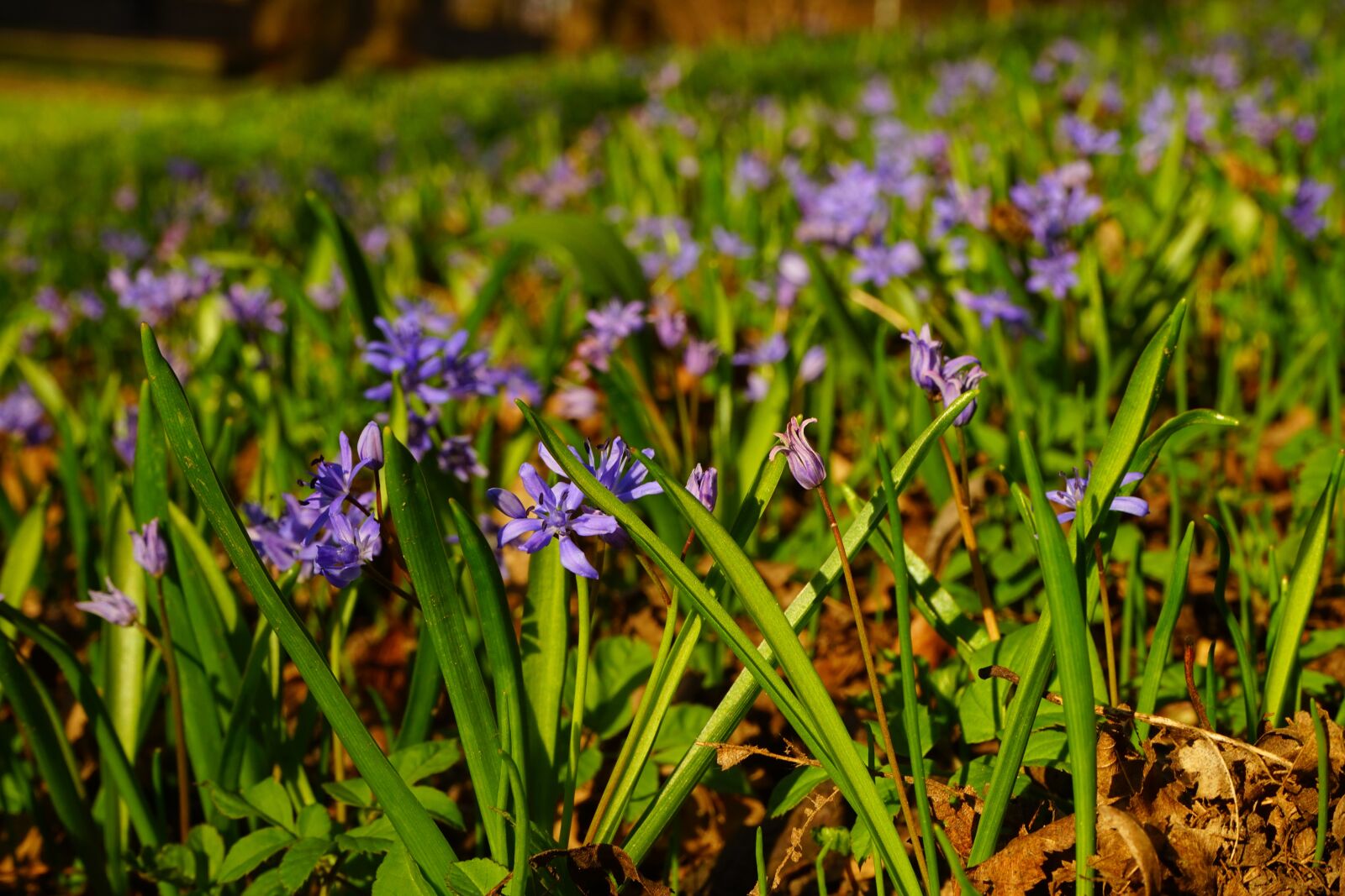 Sony a7 + Sony FE 28-70mm F3.5-5.6 OSS sample photo. Blue star, scilla, blossom photography