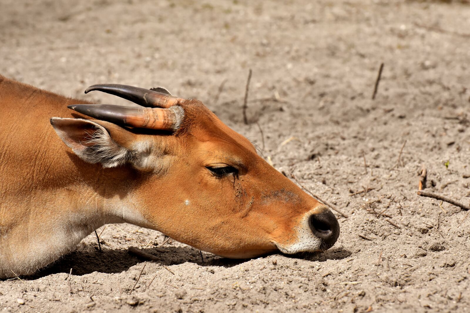 Nikon D7200 sample photo. Banteng, beef, bos javanicus photography