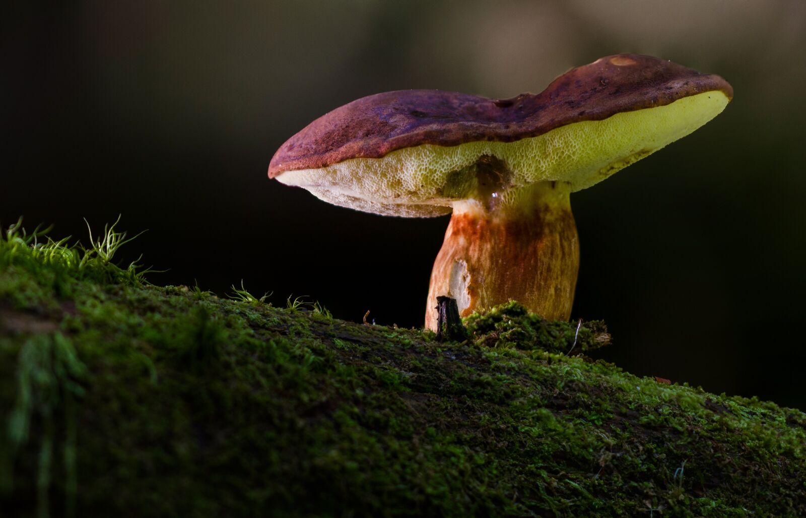 Canon EOS 7D sample photo. Gathering, chestnut, rac photography