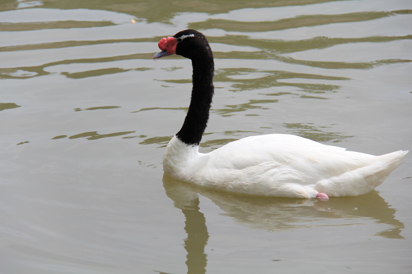 Canon EF-S 18-200mm F3.5-5.6 IS sample photo. Swan, zoo, summer photography