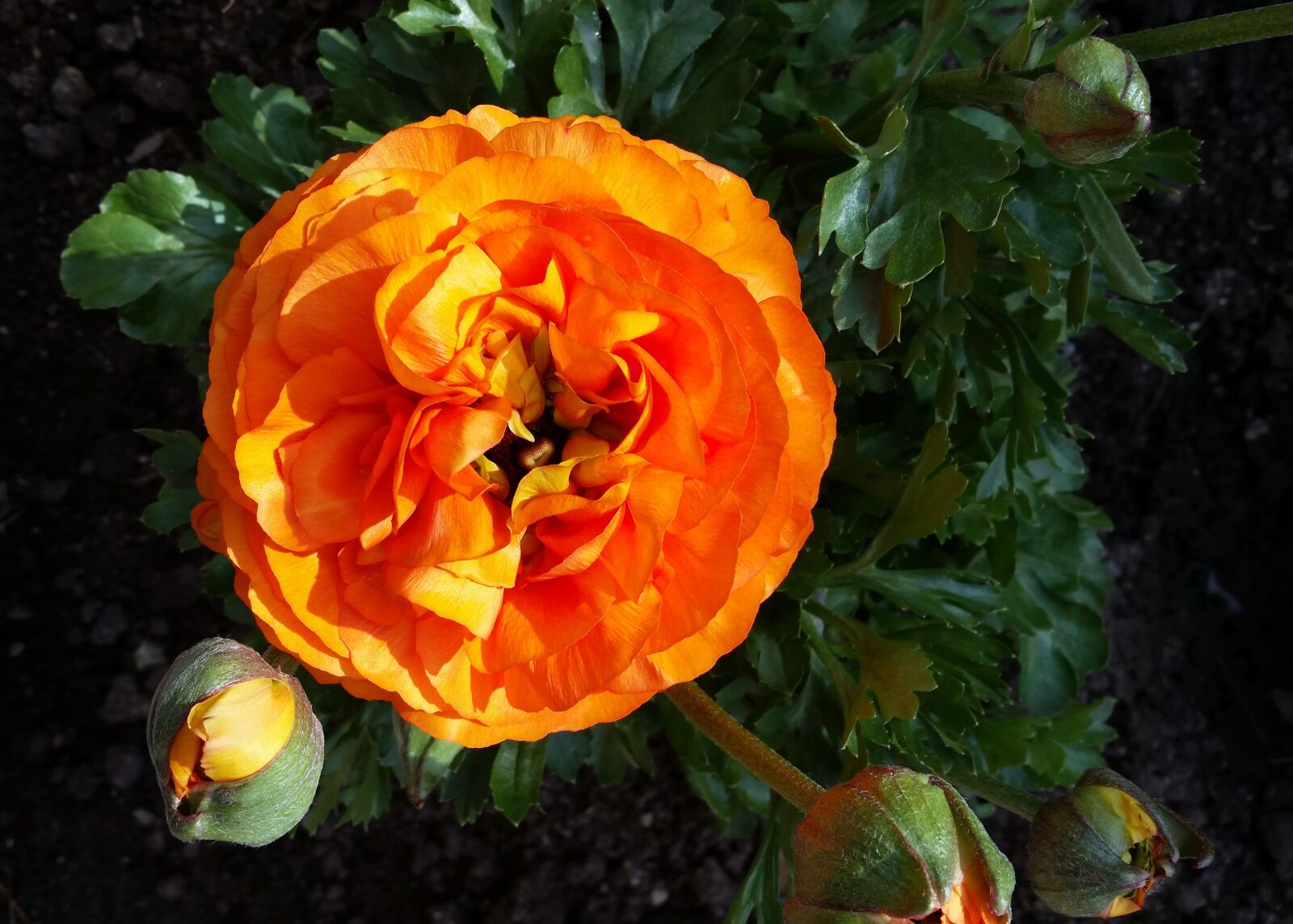 Samsung Galaxy S5 sample photo. Flower, spring, garden photography