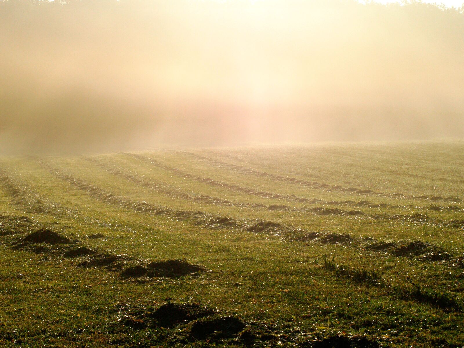 Olympus E-500 (EVOLT E-500) sample photo. Indian summer, dew, morning photography
