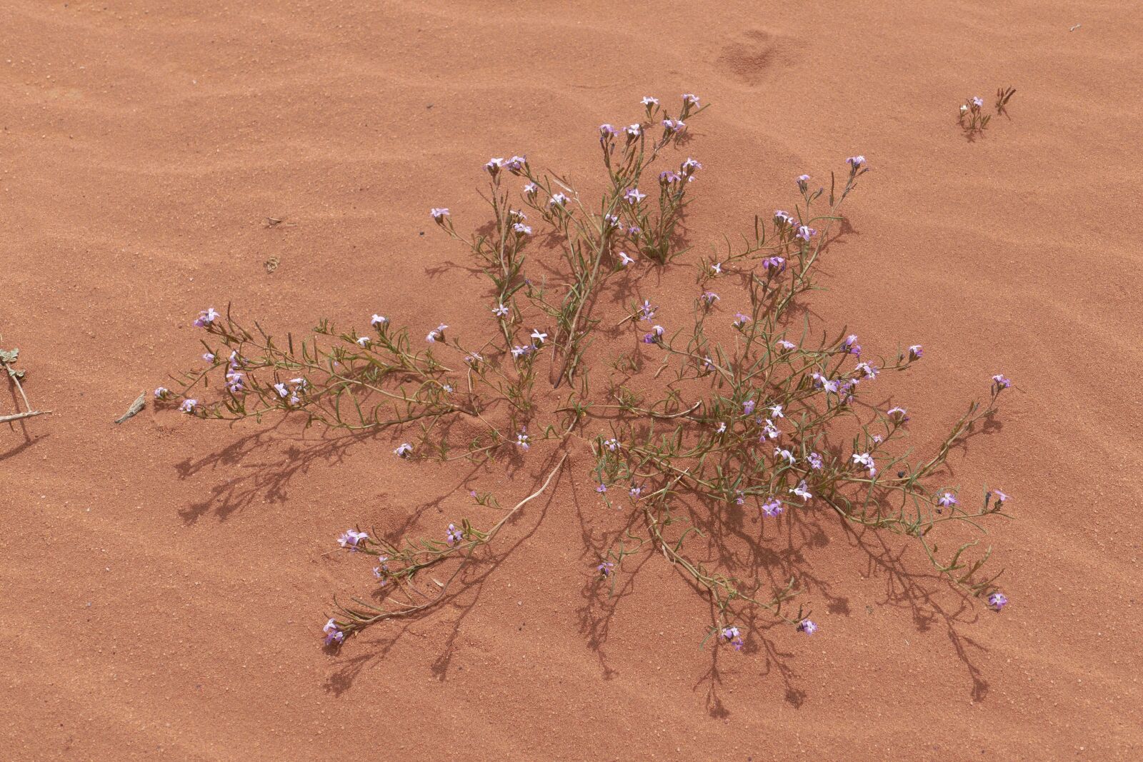Panasonic Lumix DMC-FZ1000 sample photo. Jordan, desert, sand stone photography