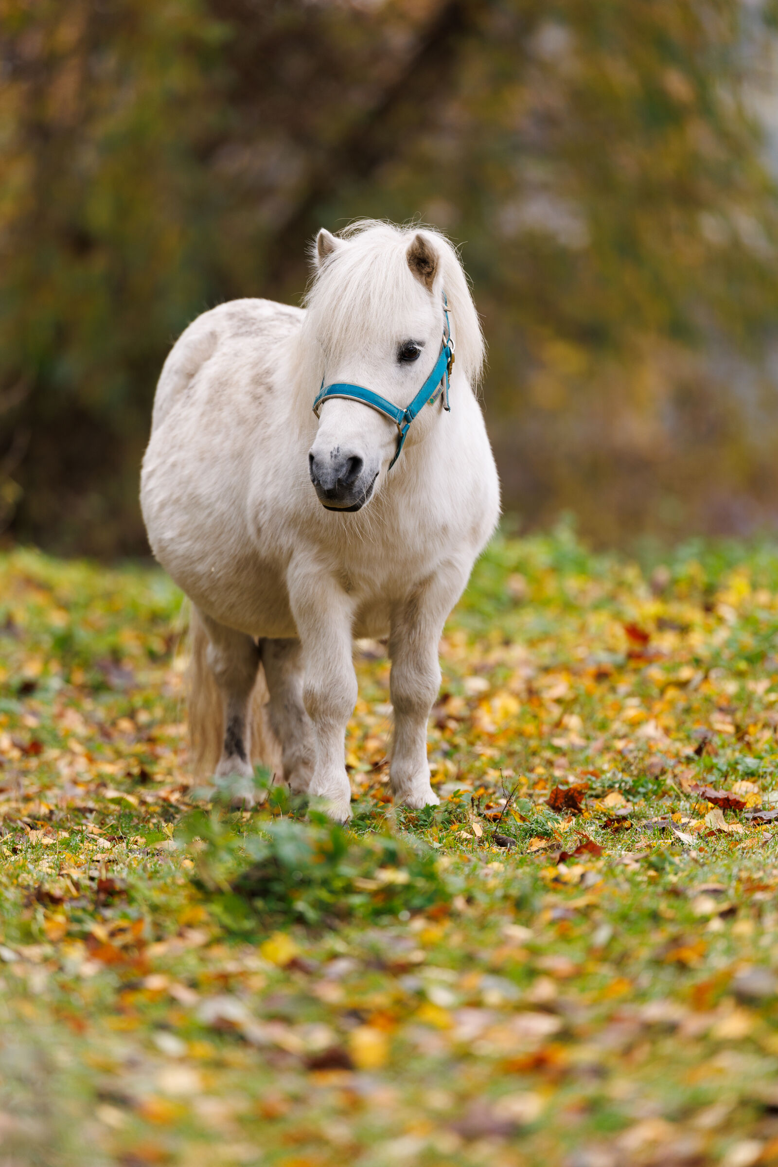 Canon EOS R1 sample photo. Pony curious photography