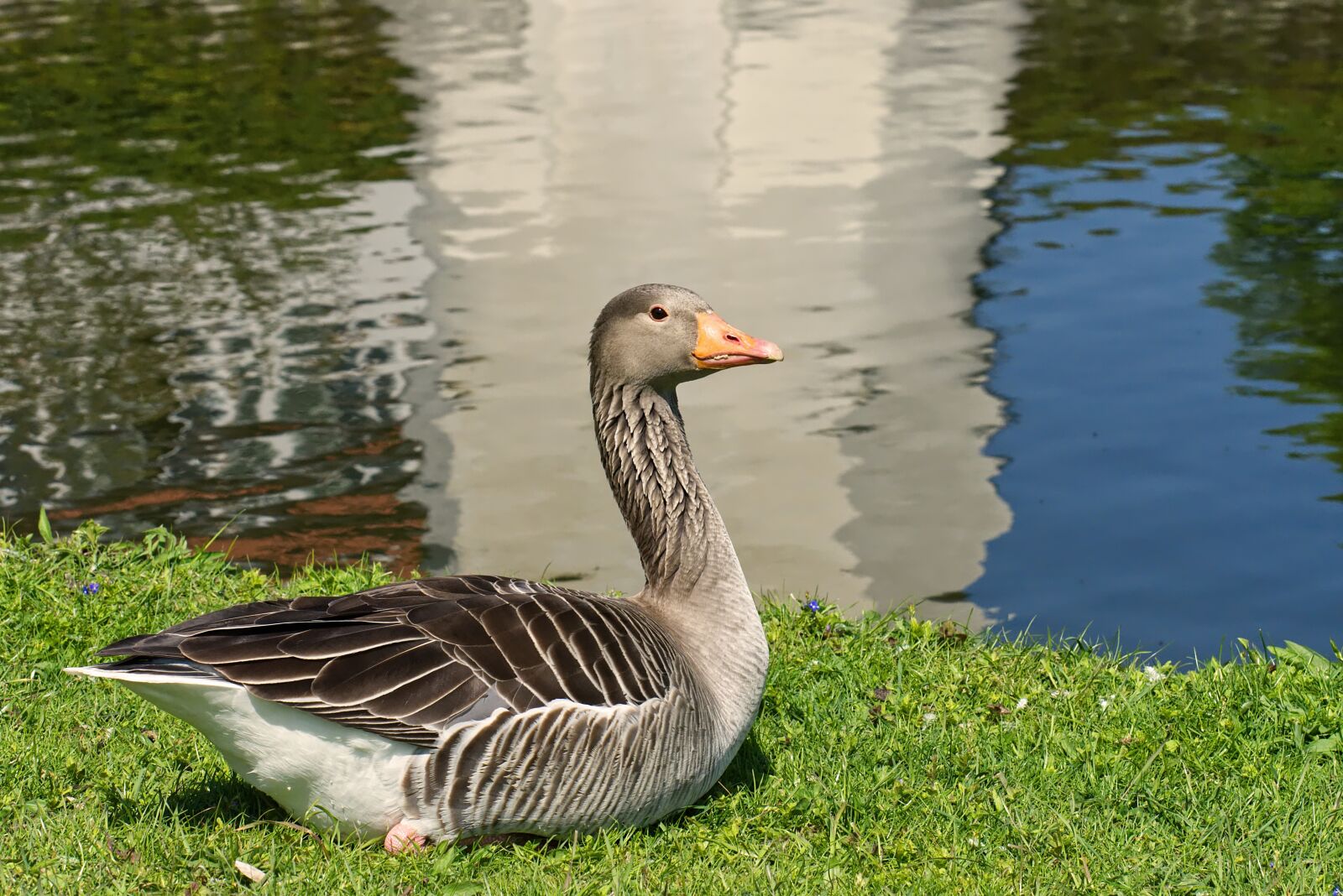 Nikon D7200 sample photo. Goose, water bird, swim photography