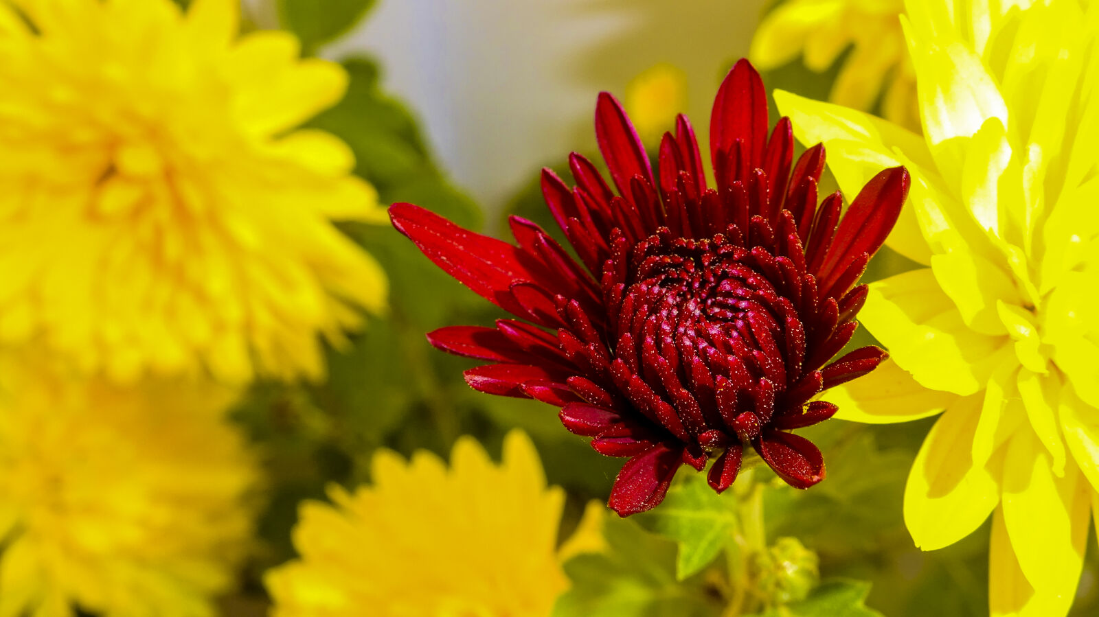 Sony Cyber-shot DSC-WX350 sample photo. Beautiful, flowers, chrysanthemum, flower photography
