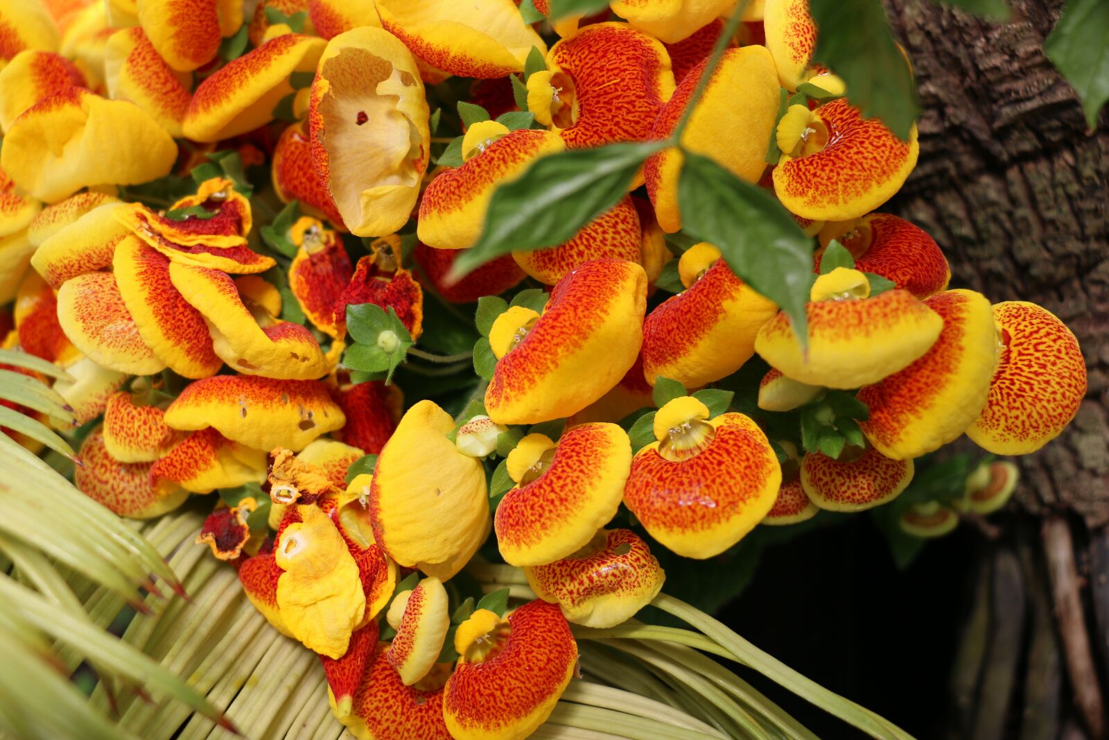 Canon EOS 70D sample photo. Flower, botanic garden, yellow photography