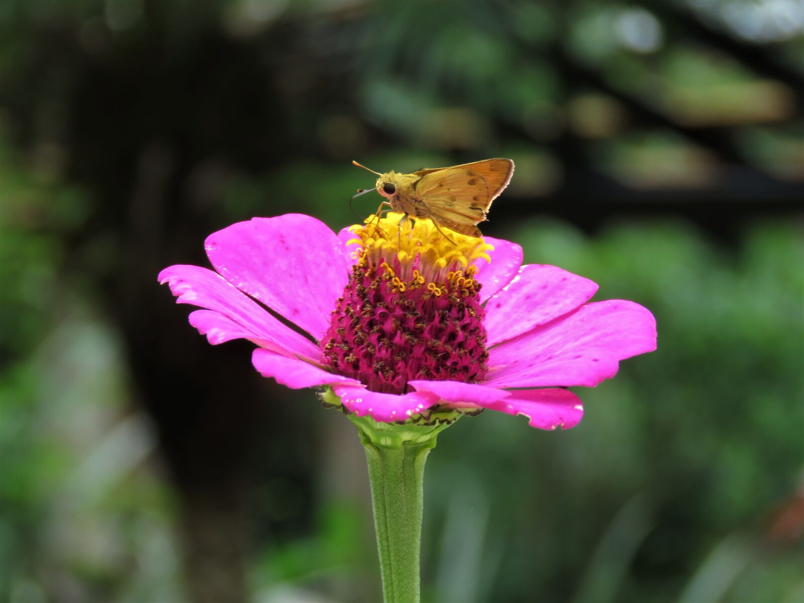 Canon PowerShot SX60 HS sample photo. Butterfly, flower garden, tropical photography