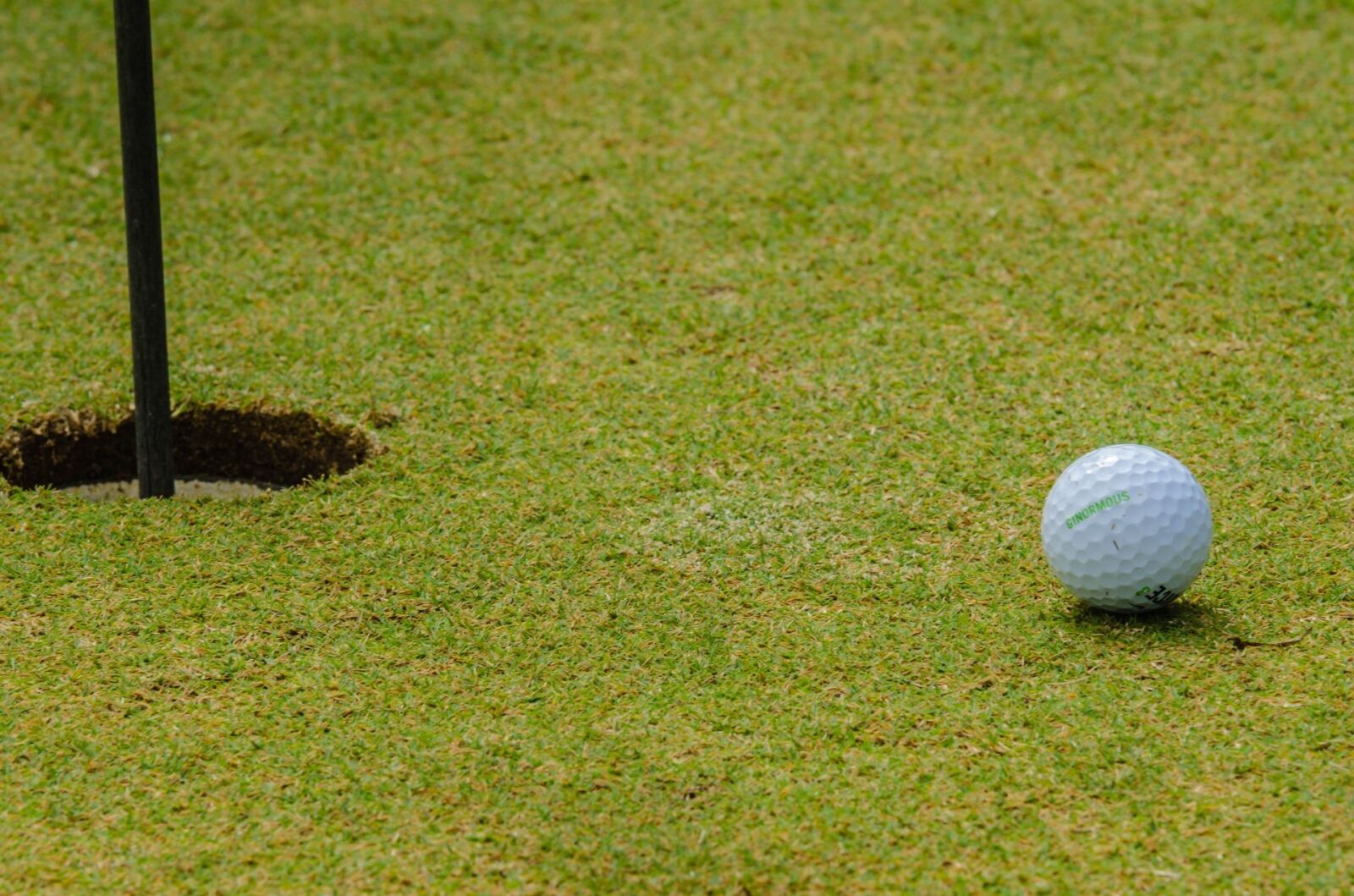 Nikon D7000 sample photo. Active, ball, challenge, champion photography