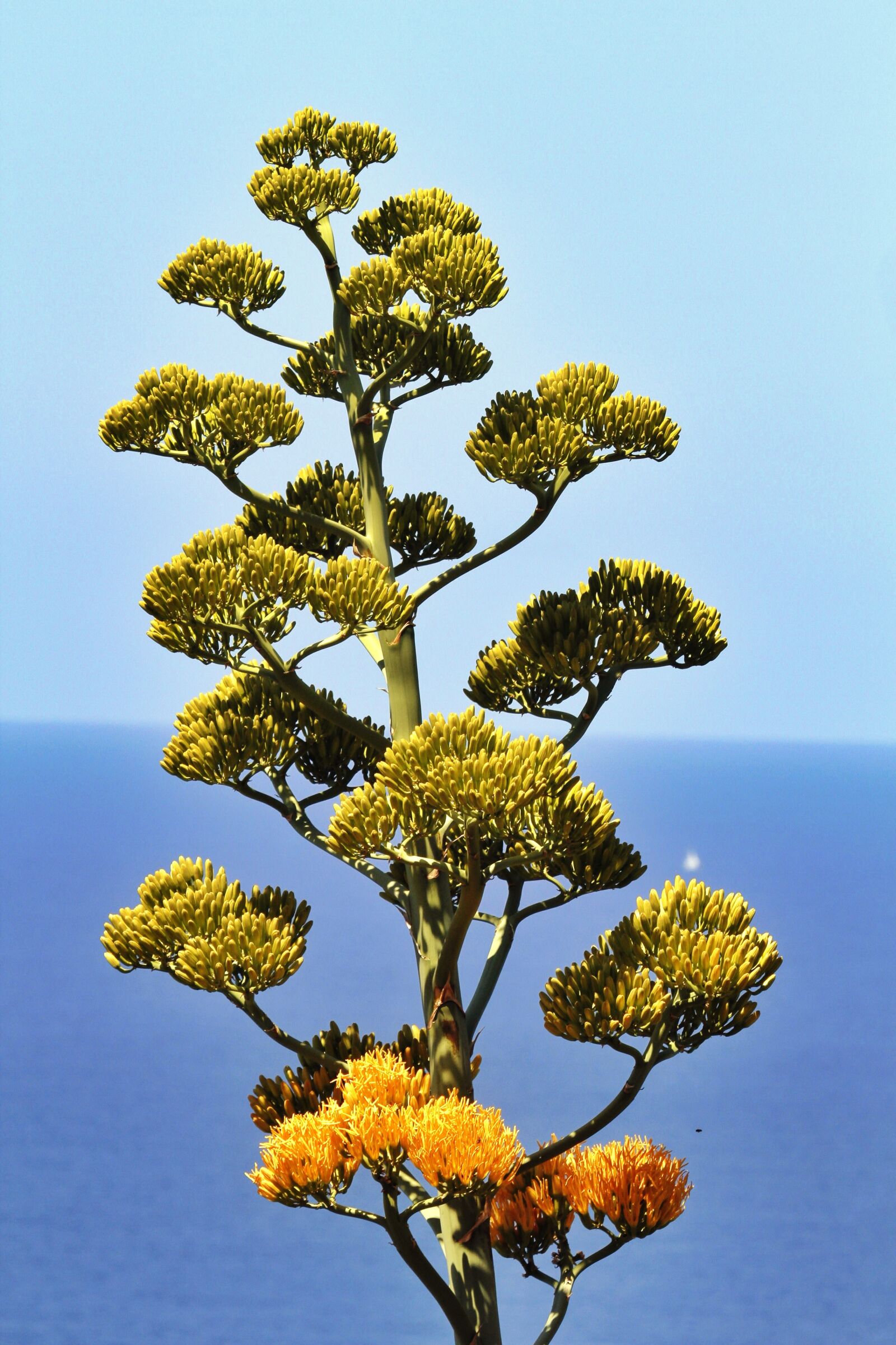 Canon EOS 7D sample photo. La palma, plant, nature photography