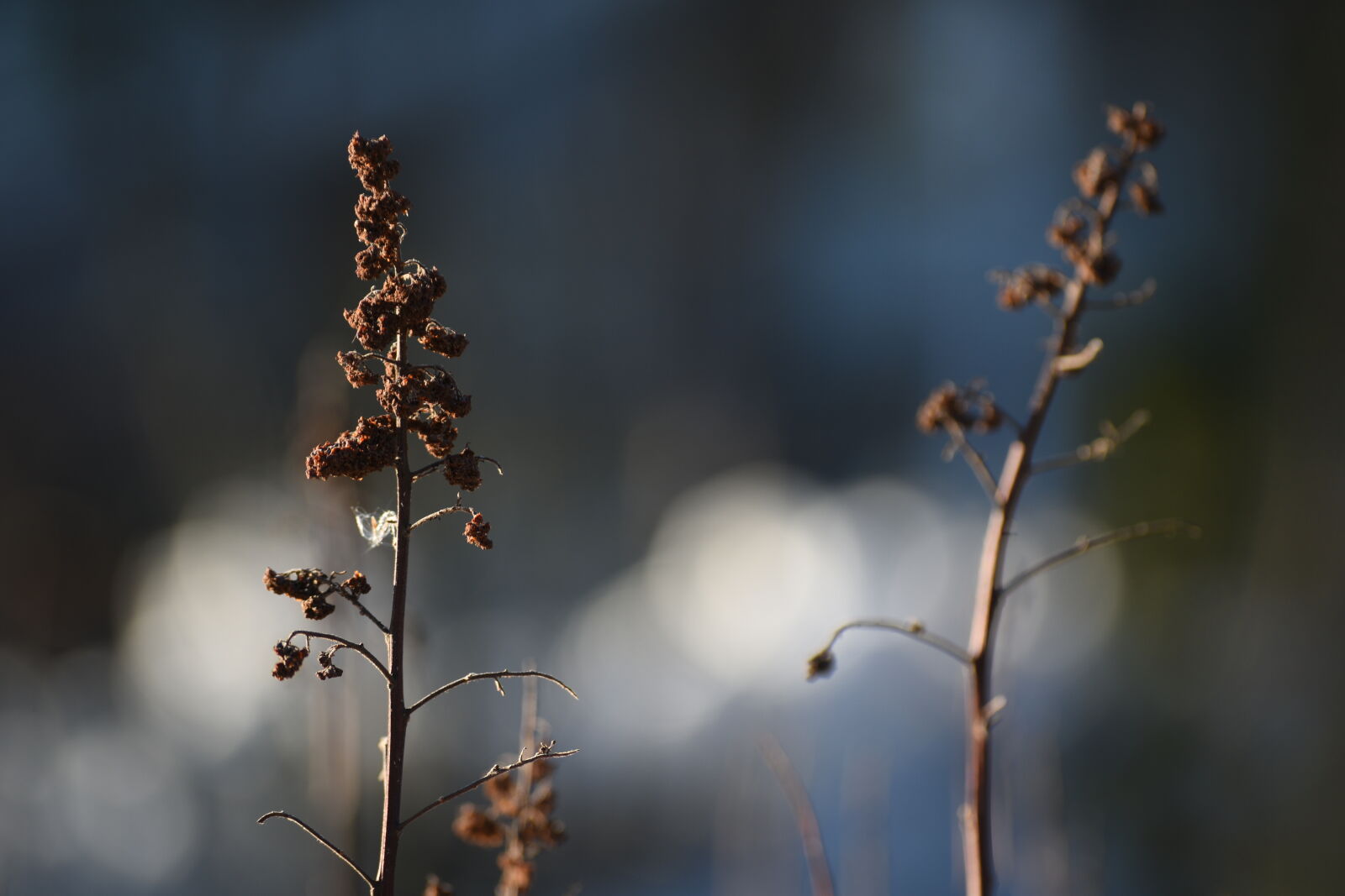 Nikon D5500 sample photo. Sunshine bokeh photography