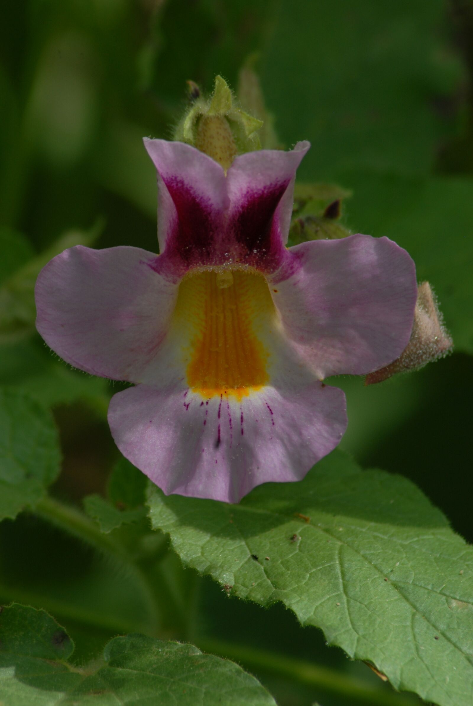 Nikon D200 sample photo. Torito flower, nature, flora photography