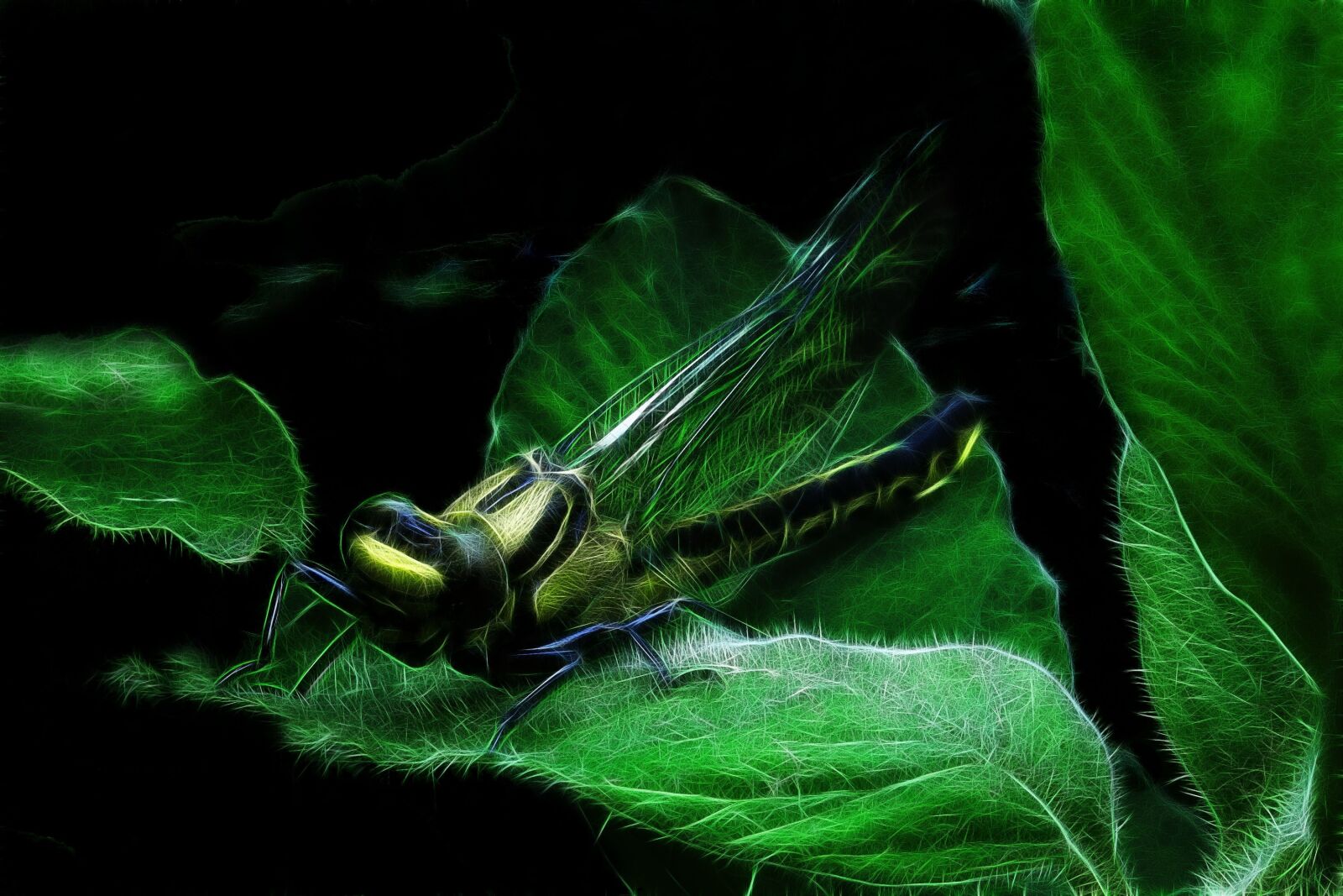 Canon PowerShot G15 sample photo. Fractalius, dragonfly, common wedge photography