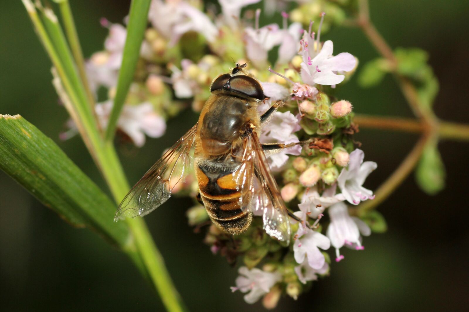 Canon EOS 60D sample photo. Bee, flower, pollination photography