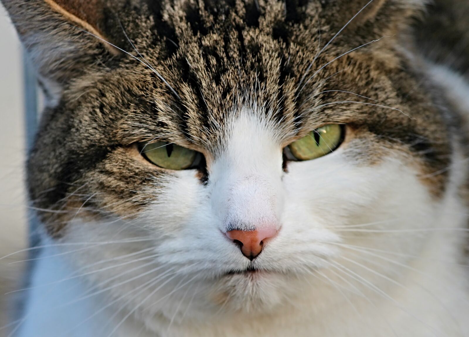 Canon EOS 1100D (EOS Rebel T3 / EOS Kiss X50) sample photo. Cat, grumpy, bad mood photography