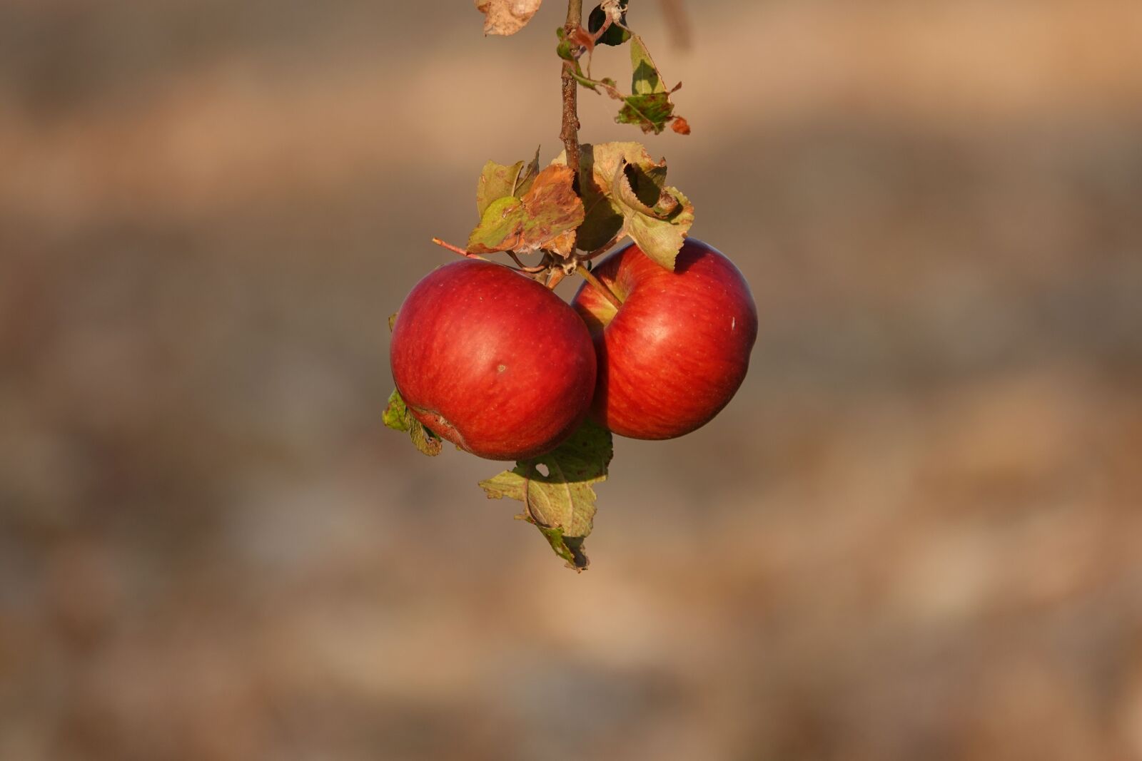 Sony Cyber-shot DSC-RX10 IV sample photo. Apple, autumn, fruit photography