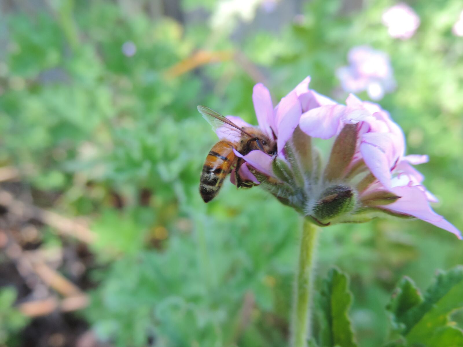 Nikon Coolpix P520 sample photo. Bee, insect, flower photography