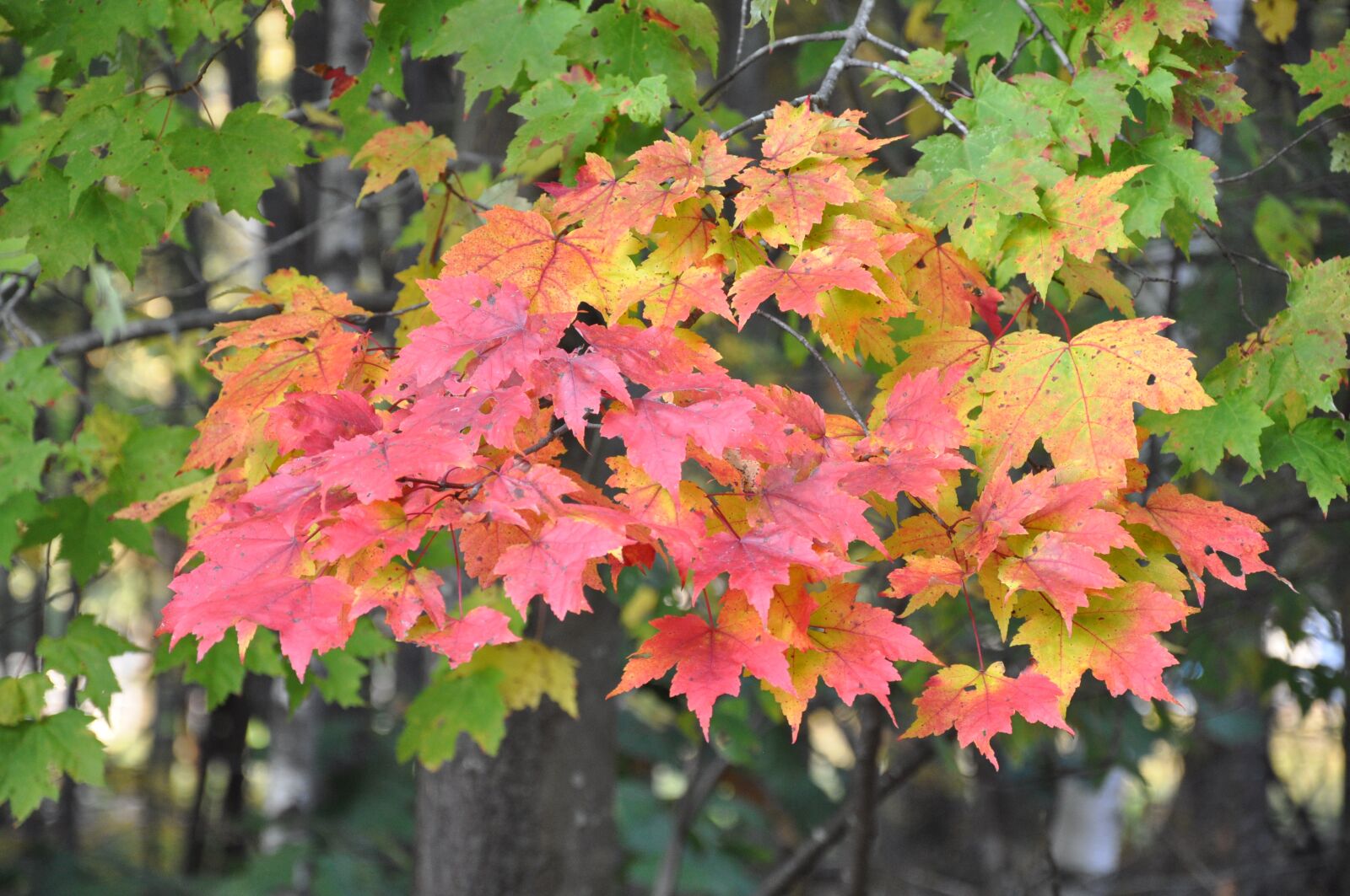 Nikon D90 sample photo. Fall, autumn, leaves photography