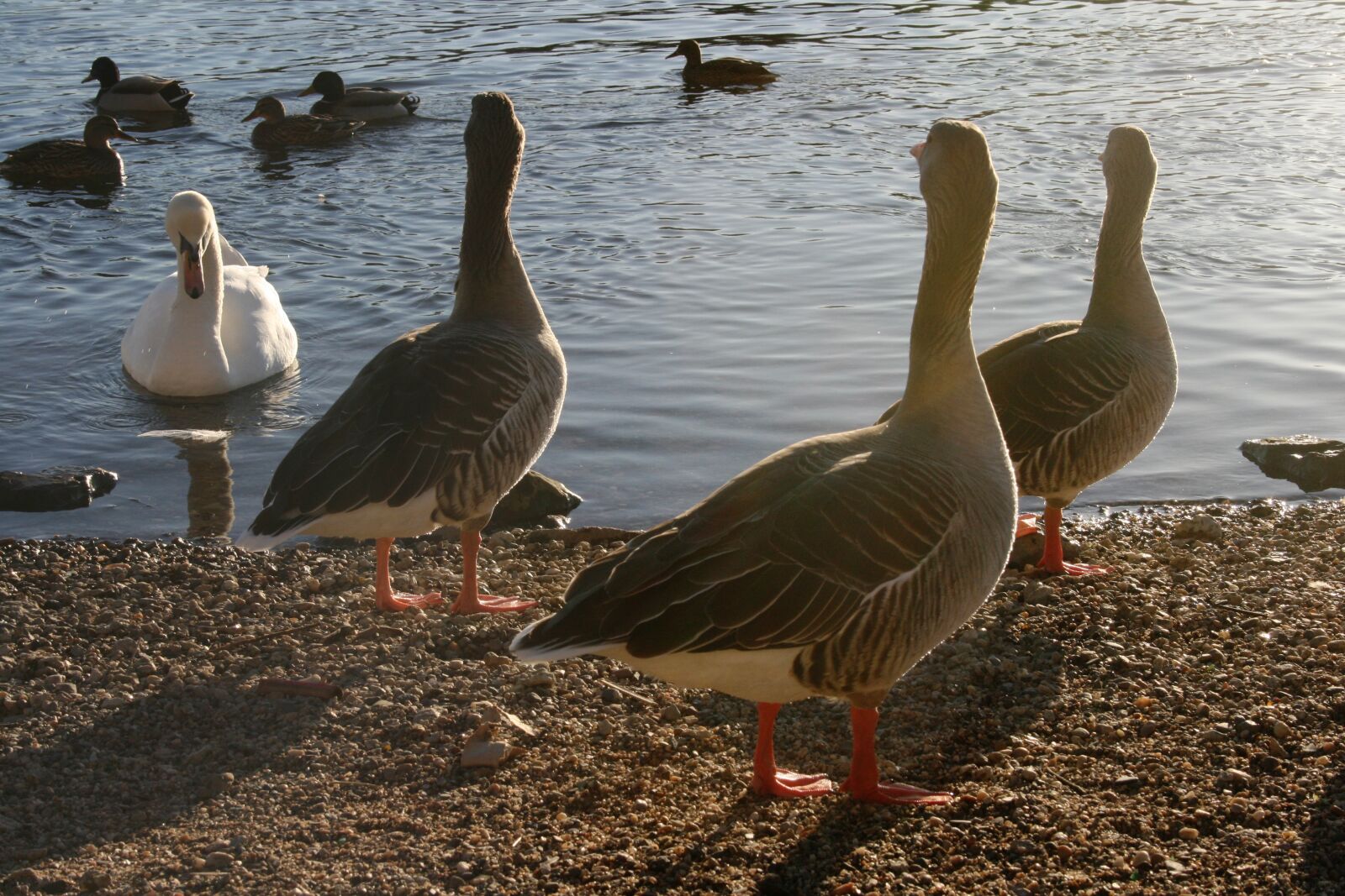 Canon EOS 400D (EOS Digital Rebel XTi / EOS Kiss Digital X) sample photo. Ducks, swan, opponents photography