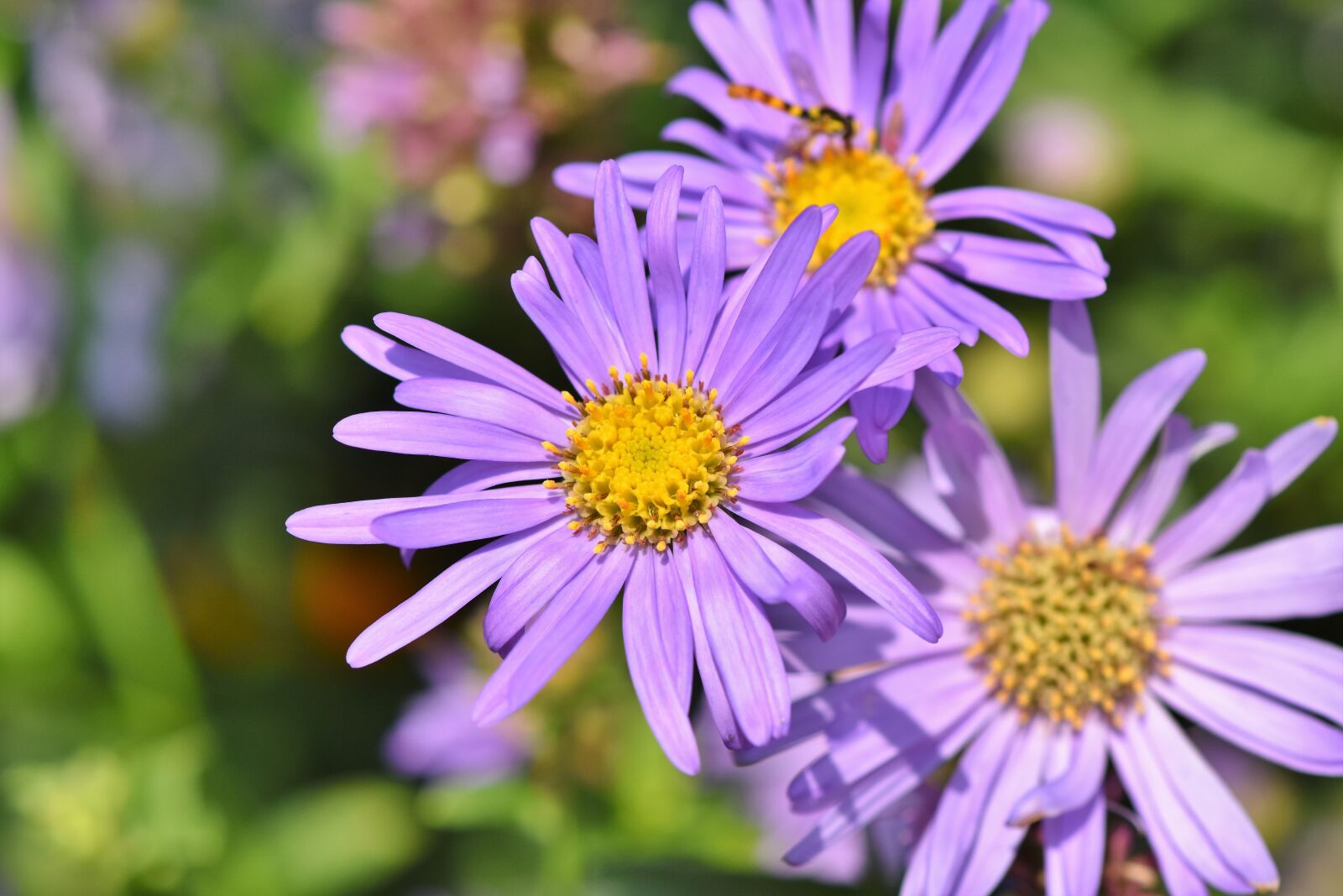 Nikon D7200 sample photo. Aster, composites, purple photography