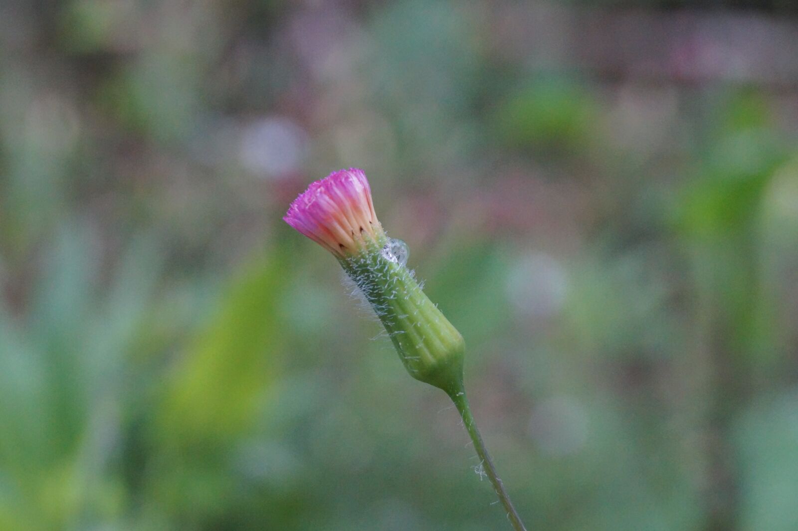 Sony DT 18-55mm F3.5-5.6 SAM II sample photo. Macro flower, flower near photography