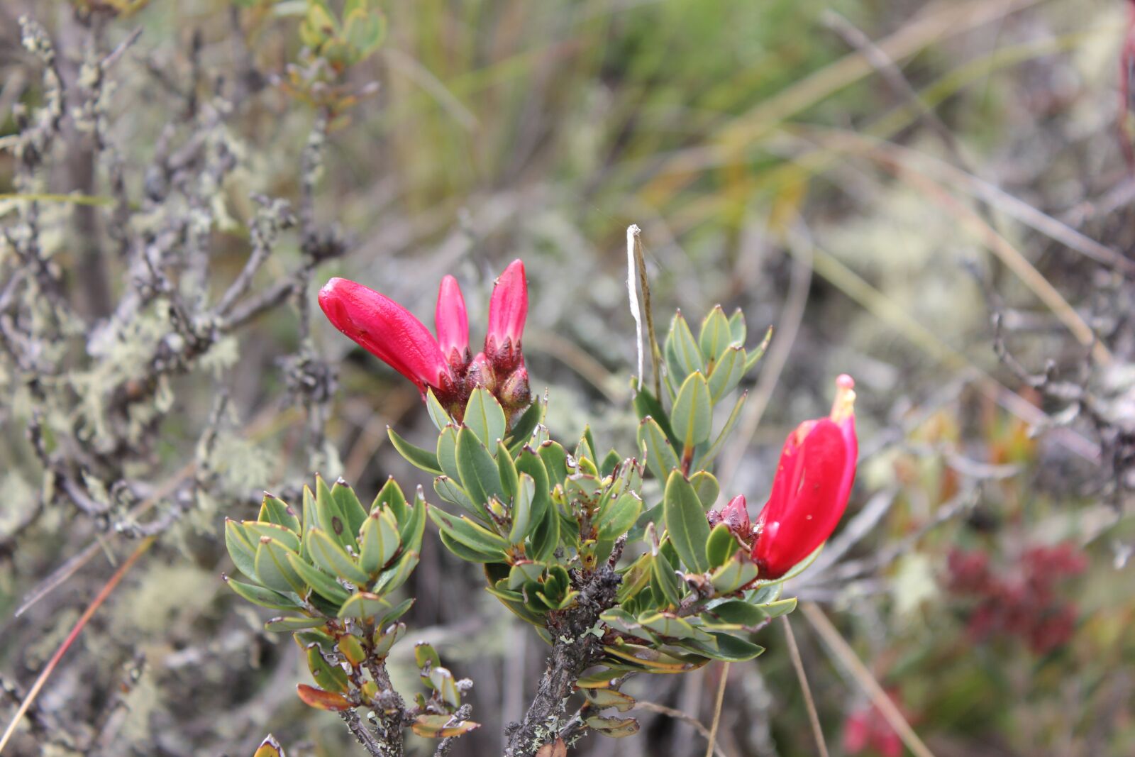 Canon EOS 600D (Rebel EOS T3i / EOS Kiss X5) sample photo. Flower, moor, path photography