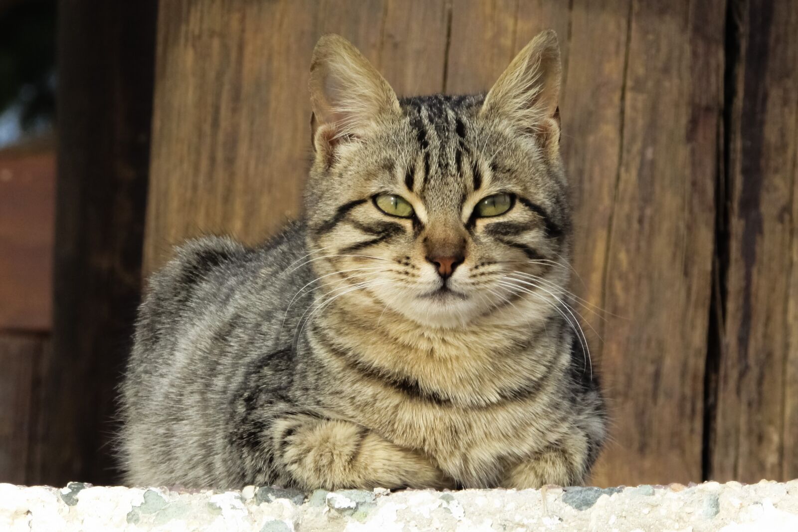 Canon PowerShot SX400 IS sample photo. Cat, stray, face photography