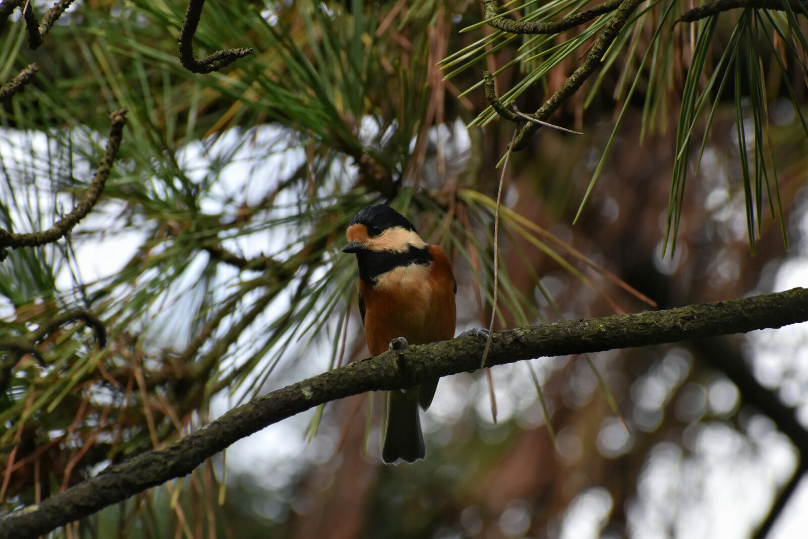 Nikon D7200 sample photo. Animal, forest, bird photography