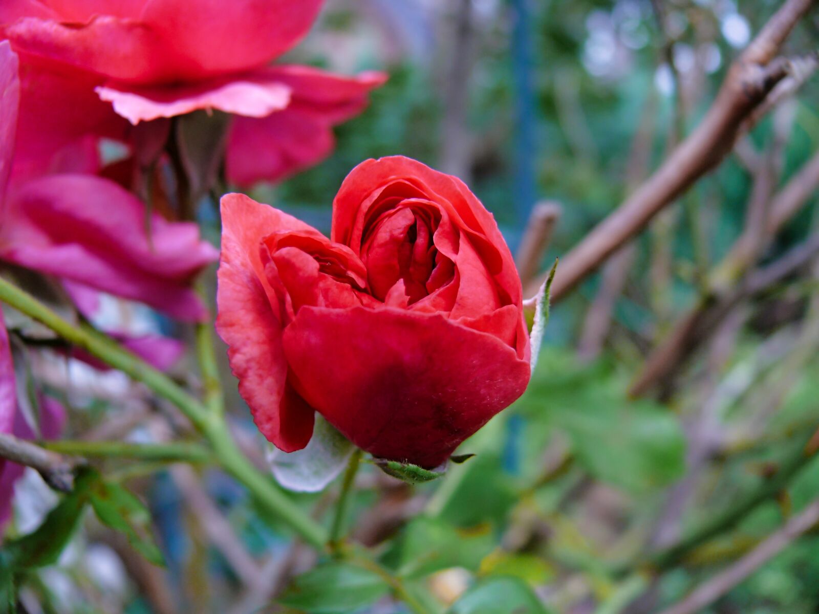 Panasonic DMC-FZ50 sample photo. Rose, red rose, garden photography