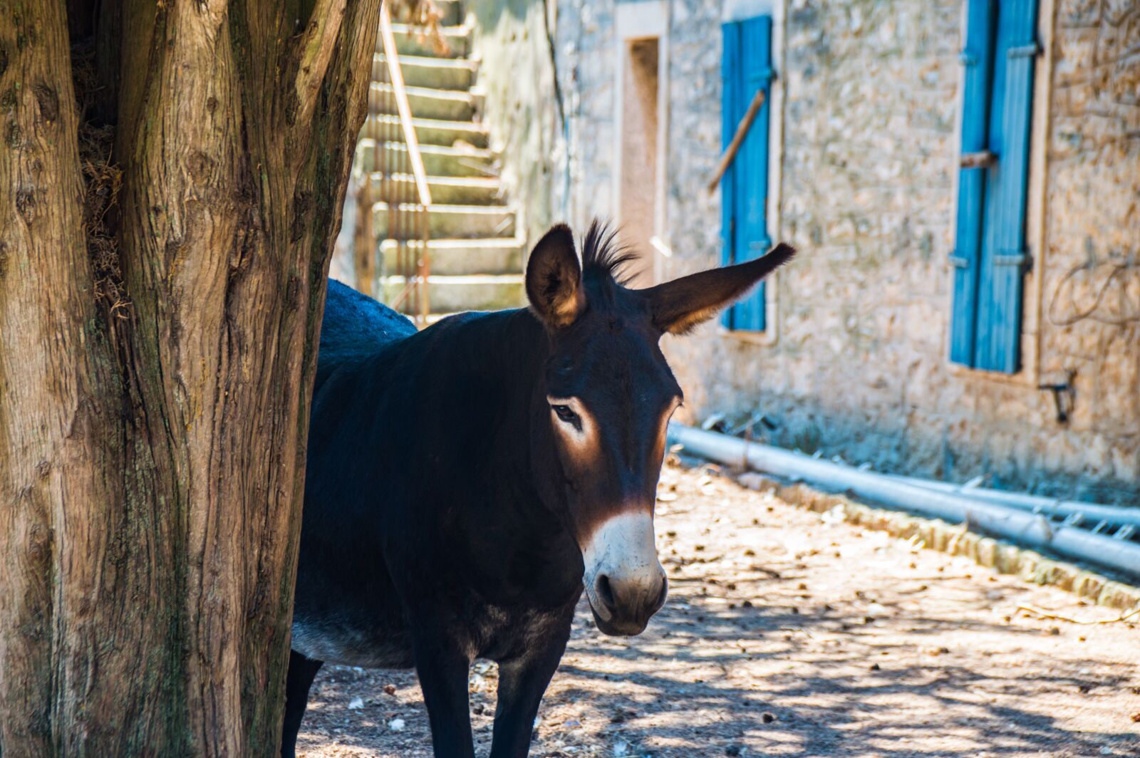 Nikon D3200 sample photo. Donkey, croatia, house photography