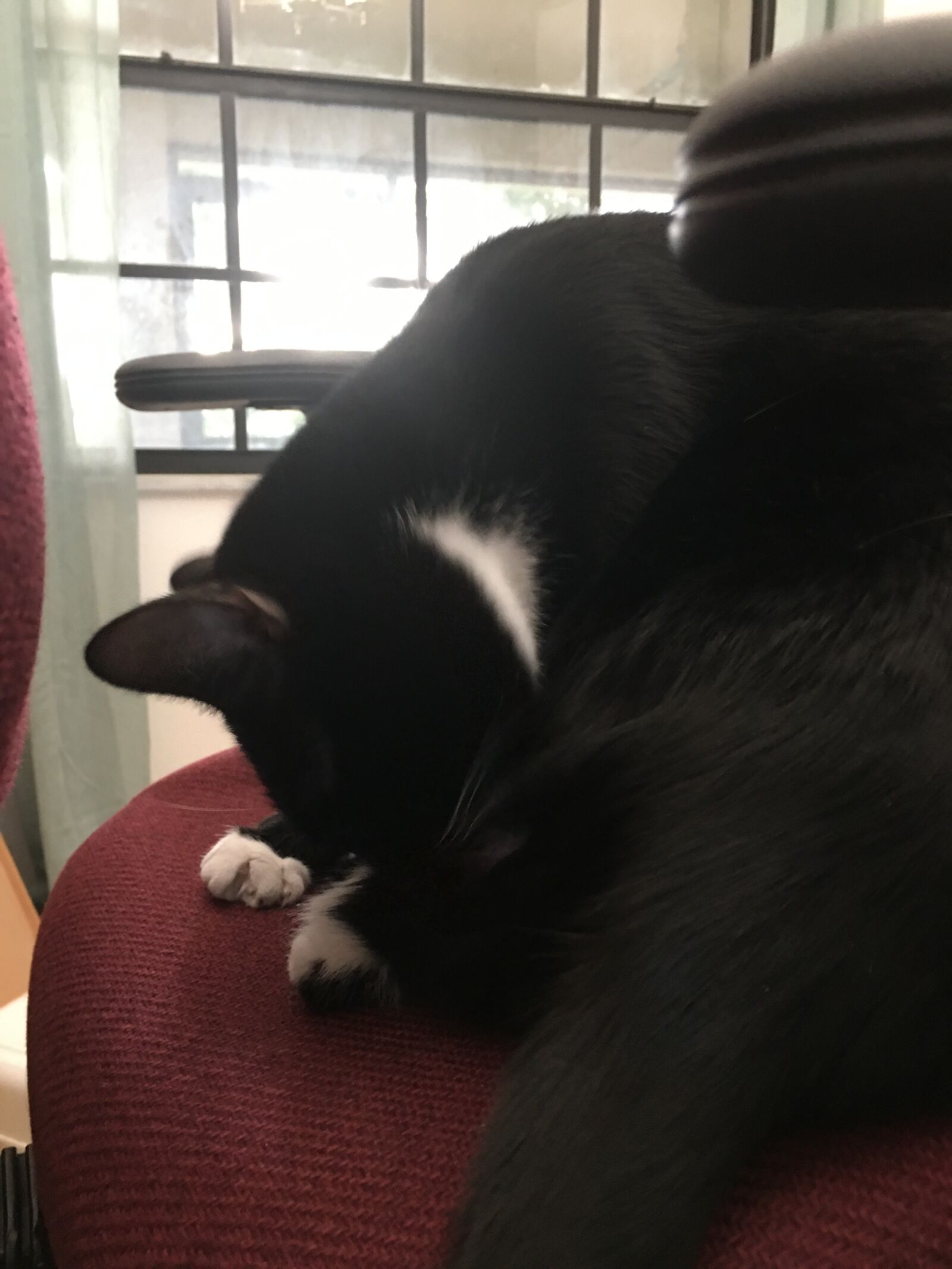 iPhone 6s Plus back camera 4.15mm f/2.2 sample photo. Cat, black, tired 9 photography