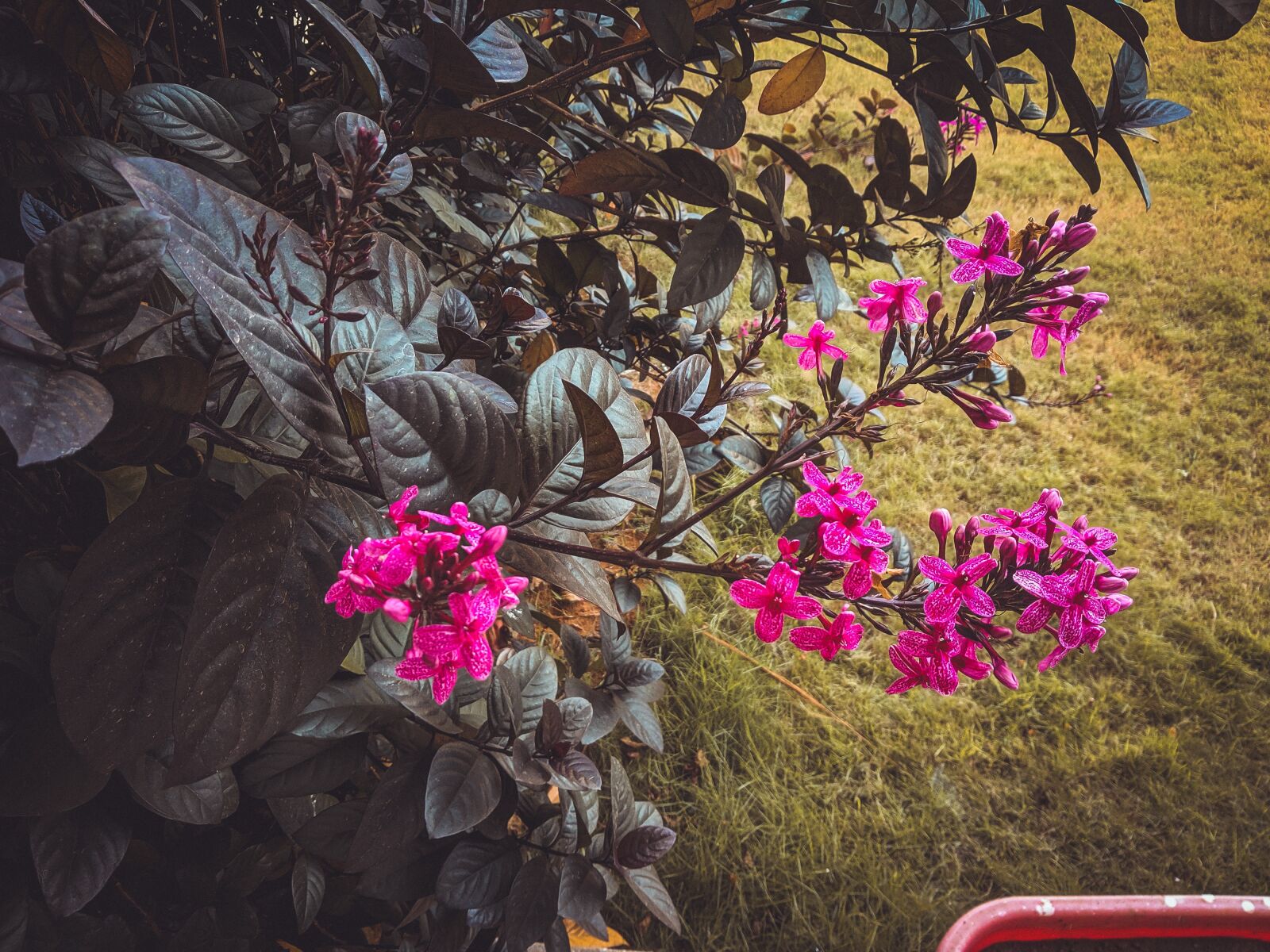 Xiaomi Redmi Note 5 sample photo. Pink, flowers, green photography