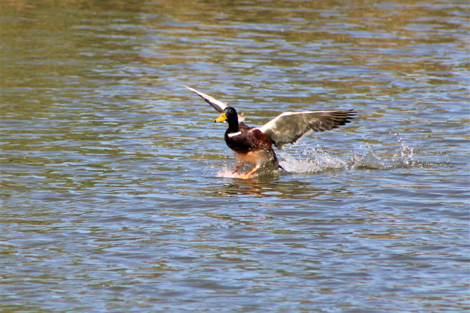 Canon EF75-300mm f/4-5.6 sample photo. Duck, bird, nature photography