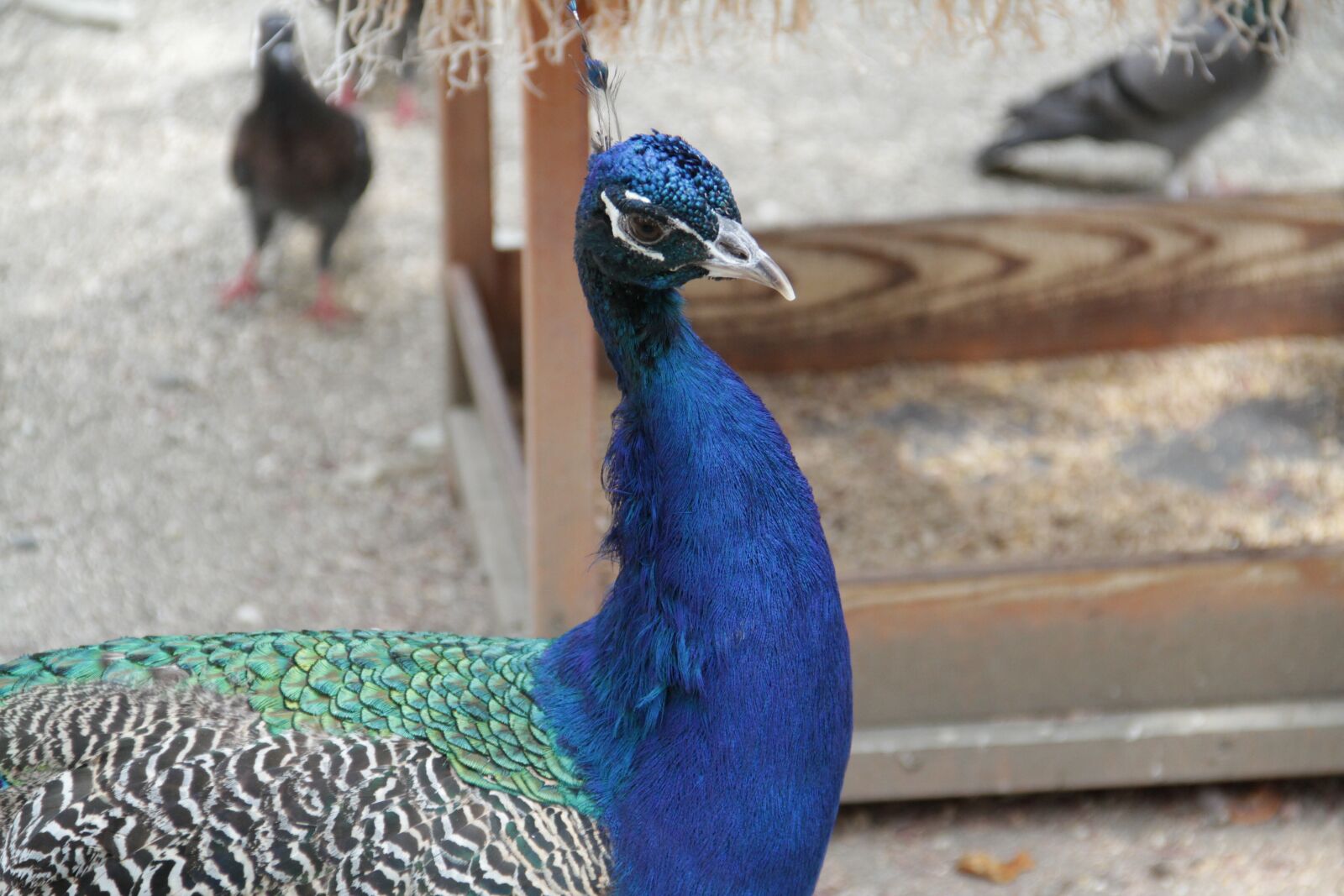 Canon EOS 7D sample photo. Peacock, bird, zoo photography