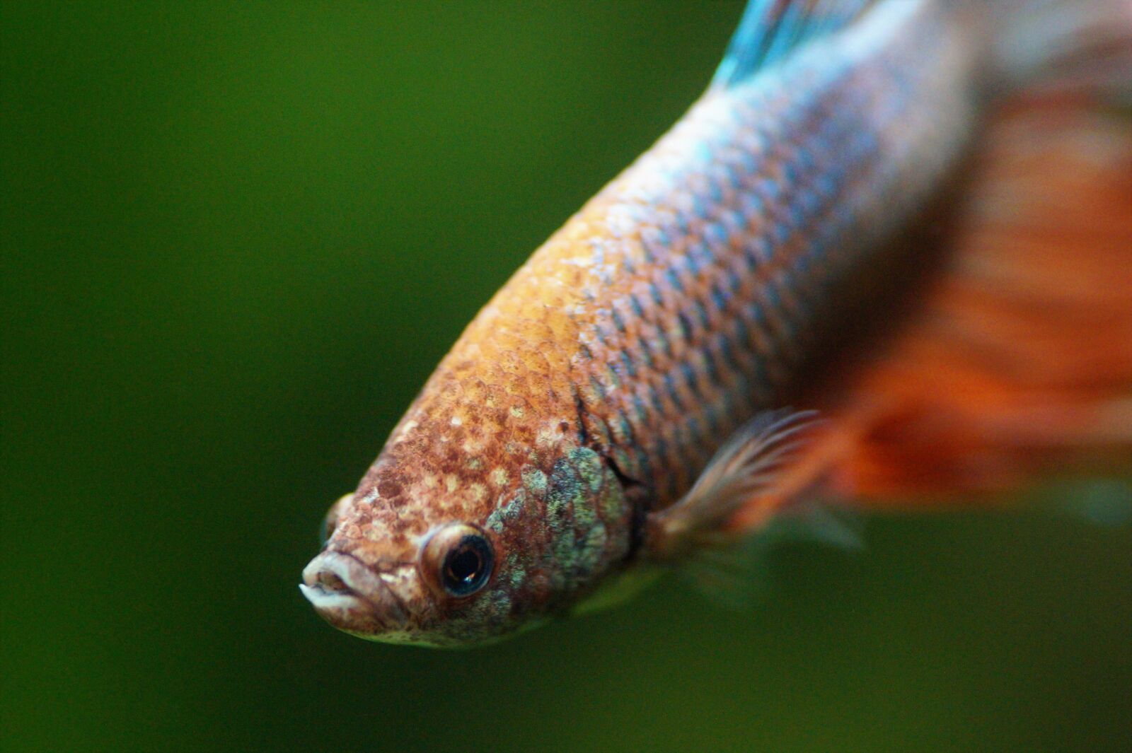 Sony SLT-A58 sample photo. Betta, warrior, beta photography