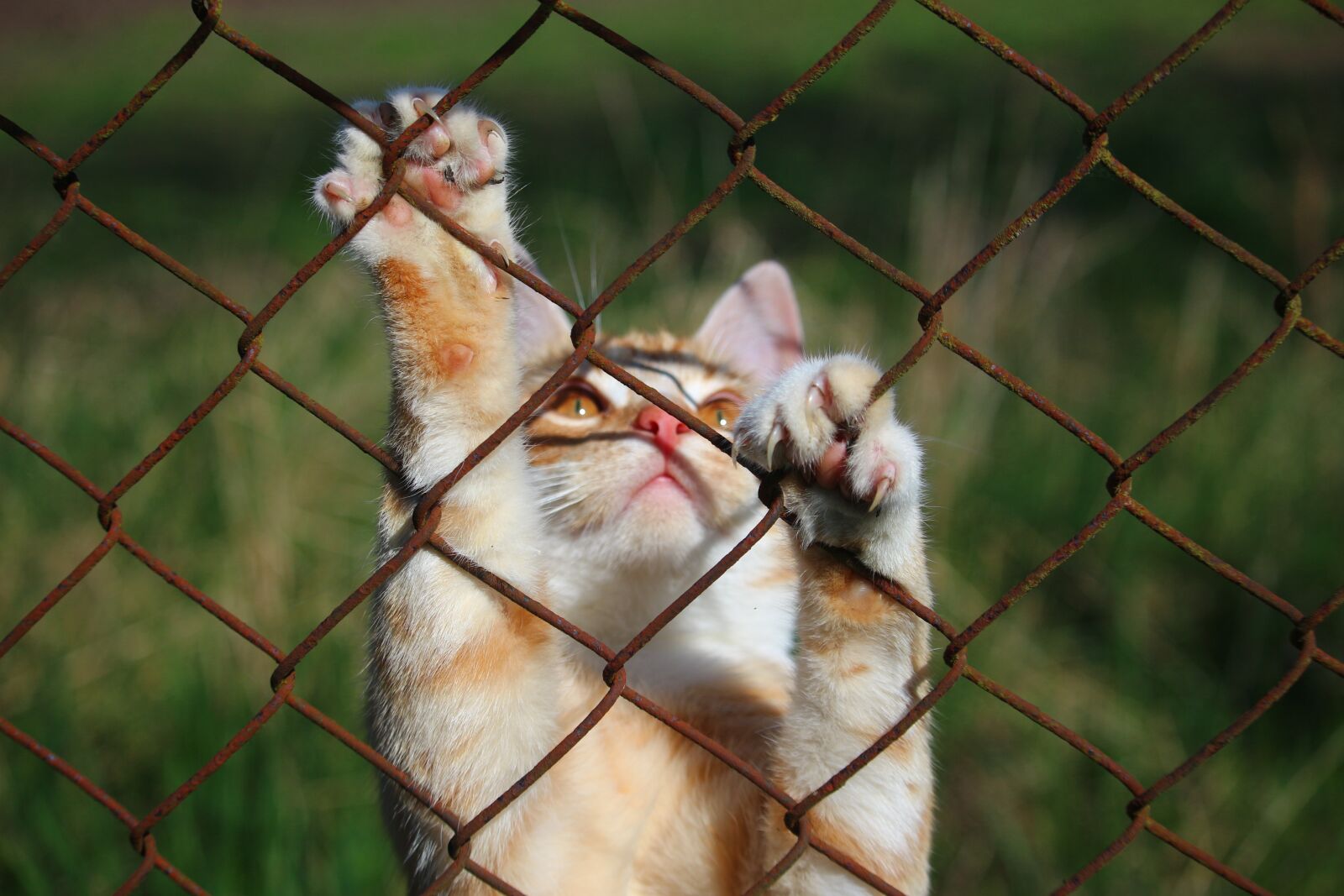 Canon EOS 100D (EOS Rebel SL1 / EOS Kiss X7) sample photo. Cat, mieze, kitten photography